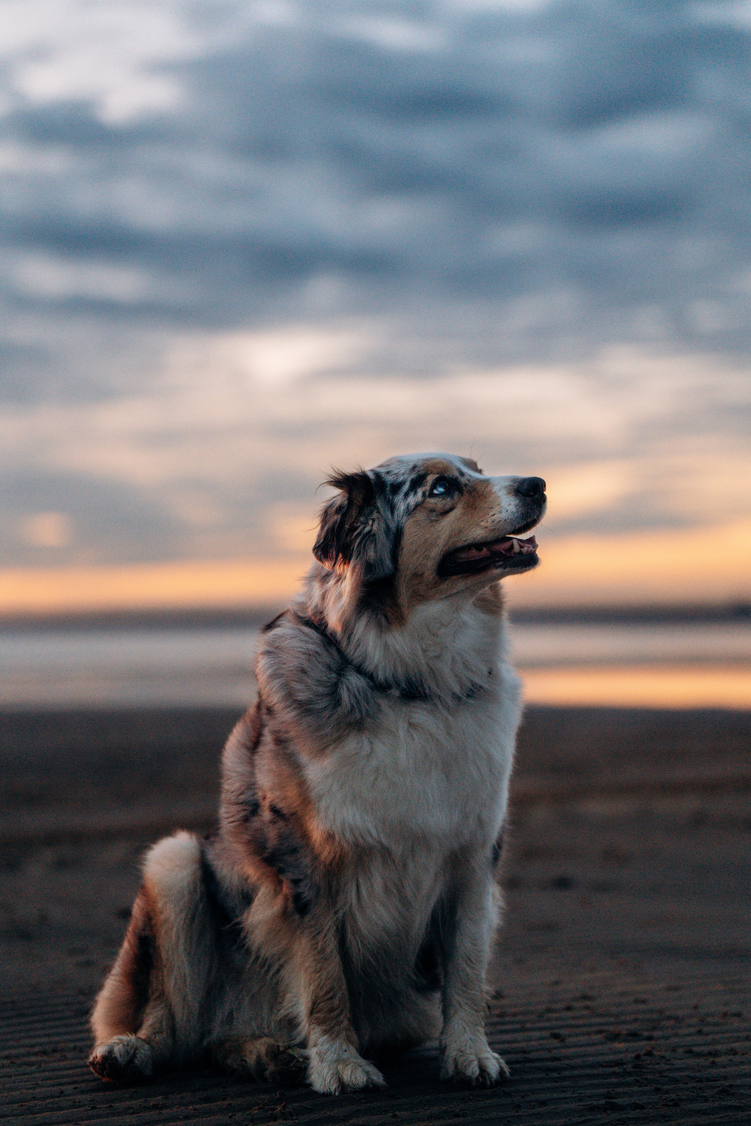 Фотограф анималист в Спб. Фотограф анималист в Спб недорого Олеся Майорова