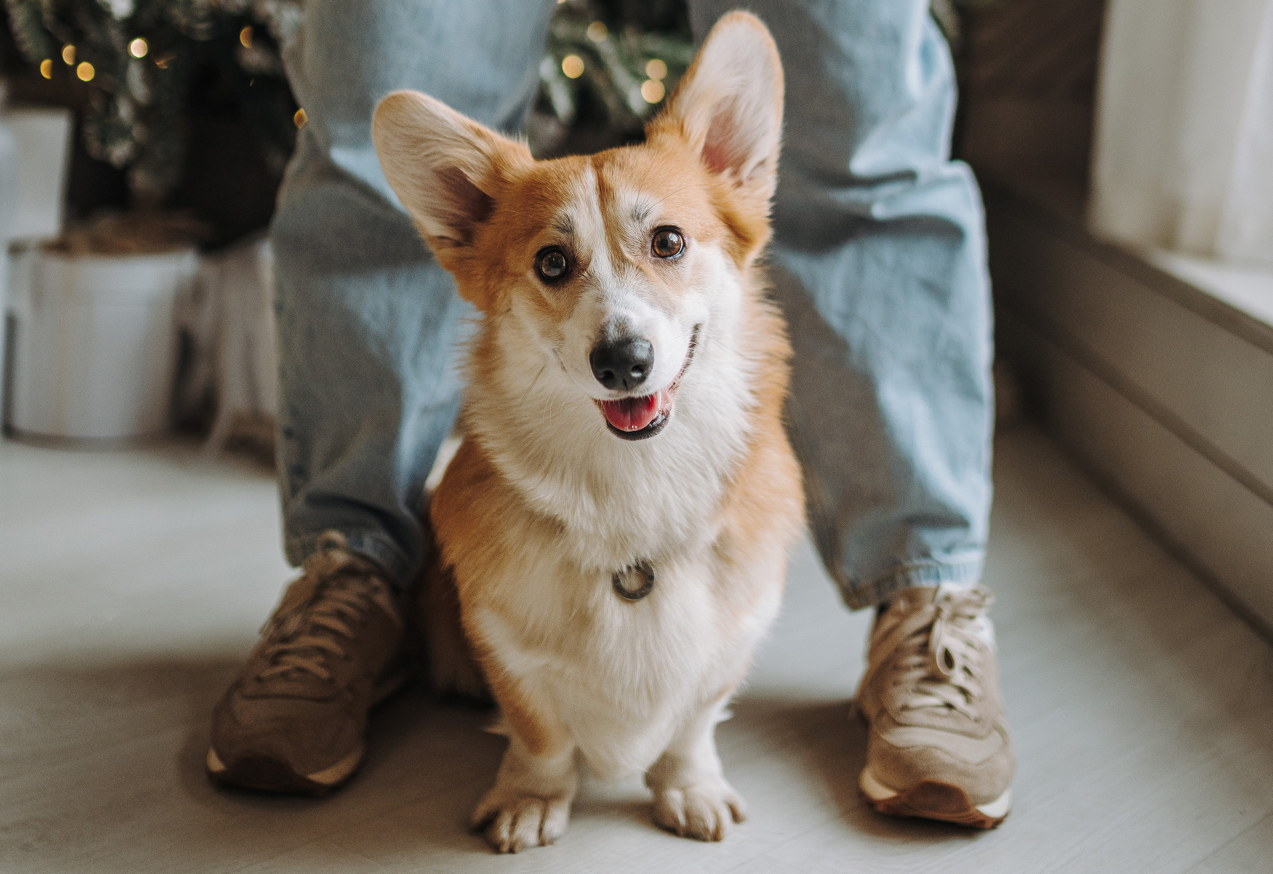 Александра и Бри. Фотограф анималист в Спб недорого Олеся Майорова