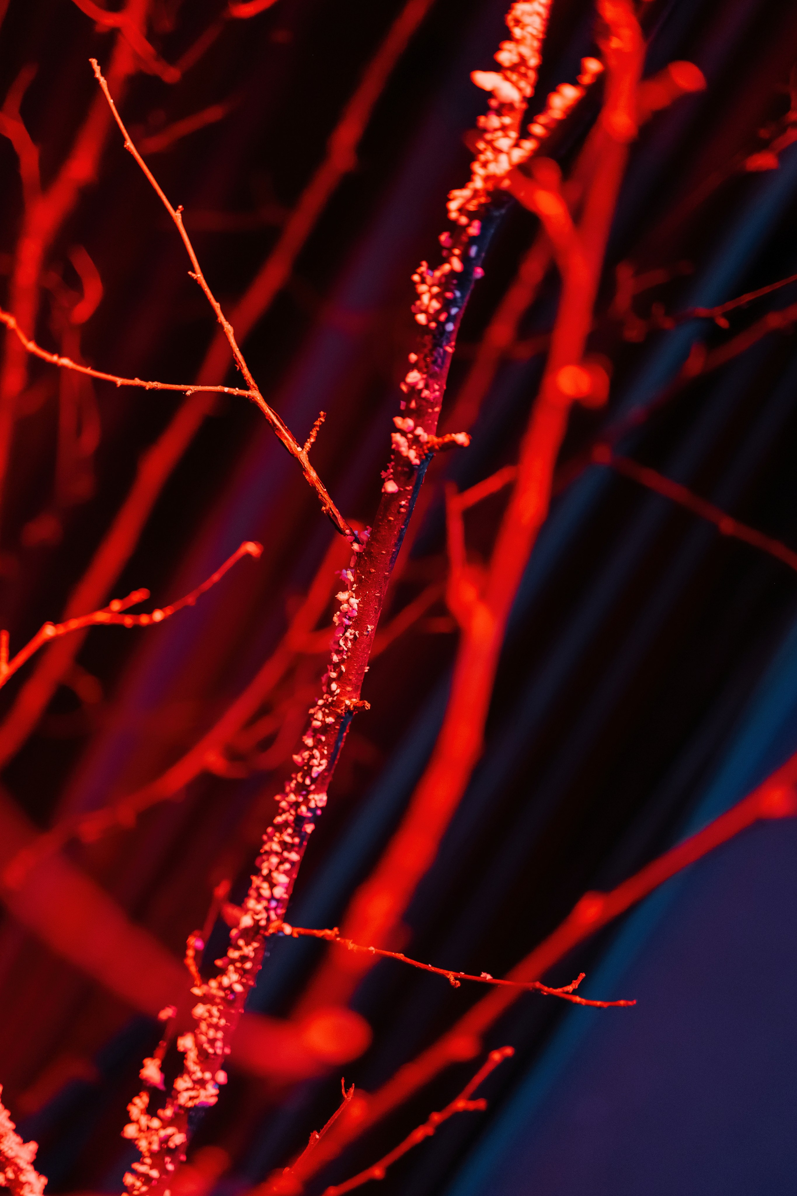 Шоу тортов 2. Свадебный фотограф