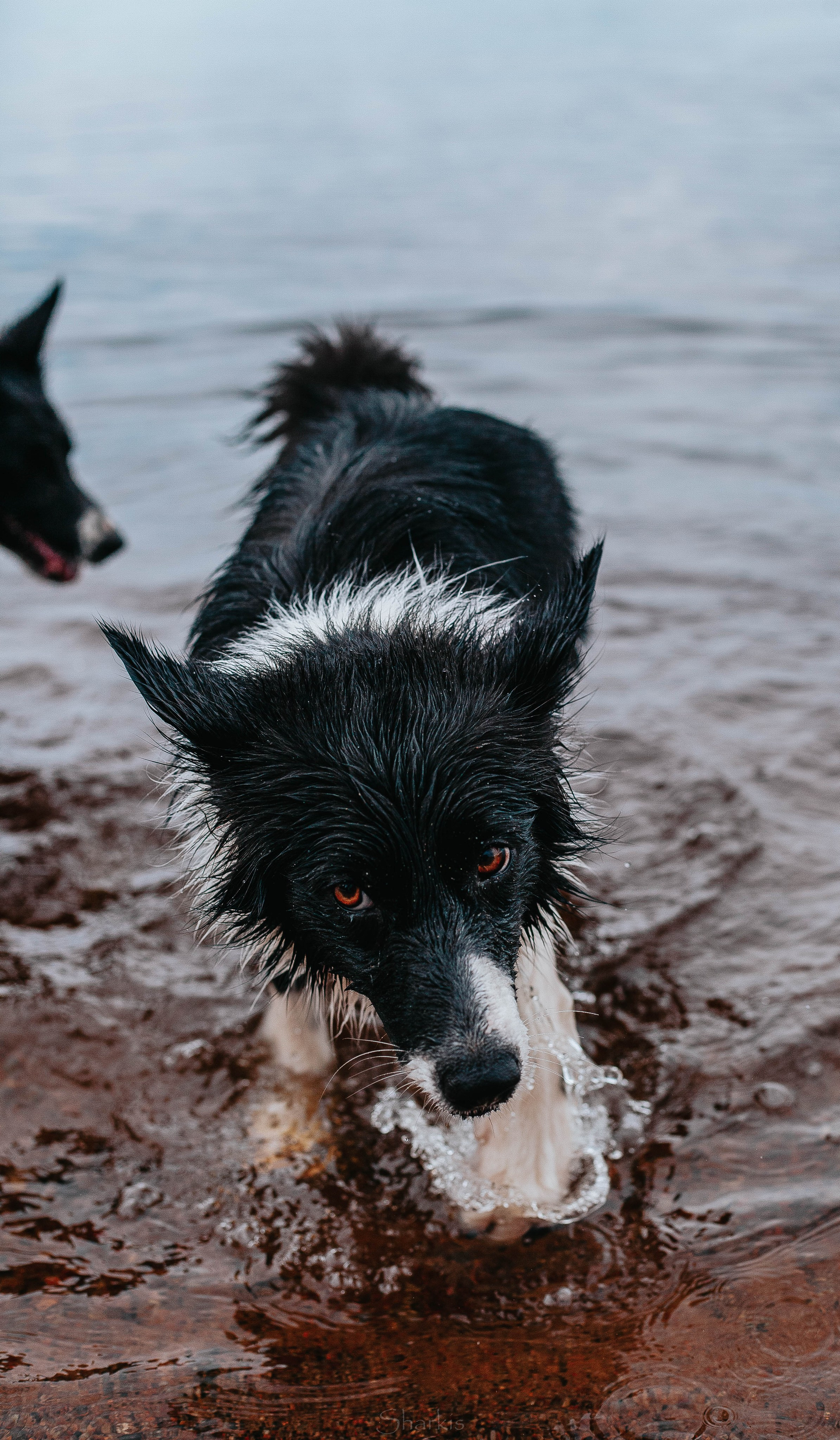 Кида и Сирша. Главная