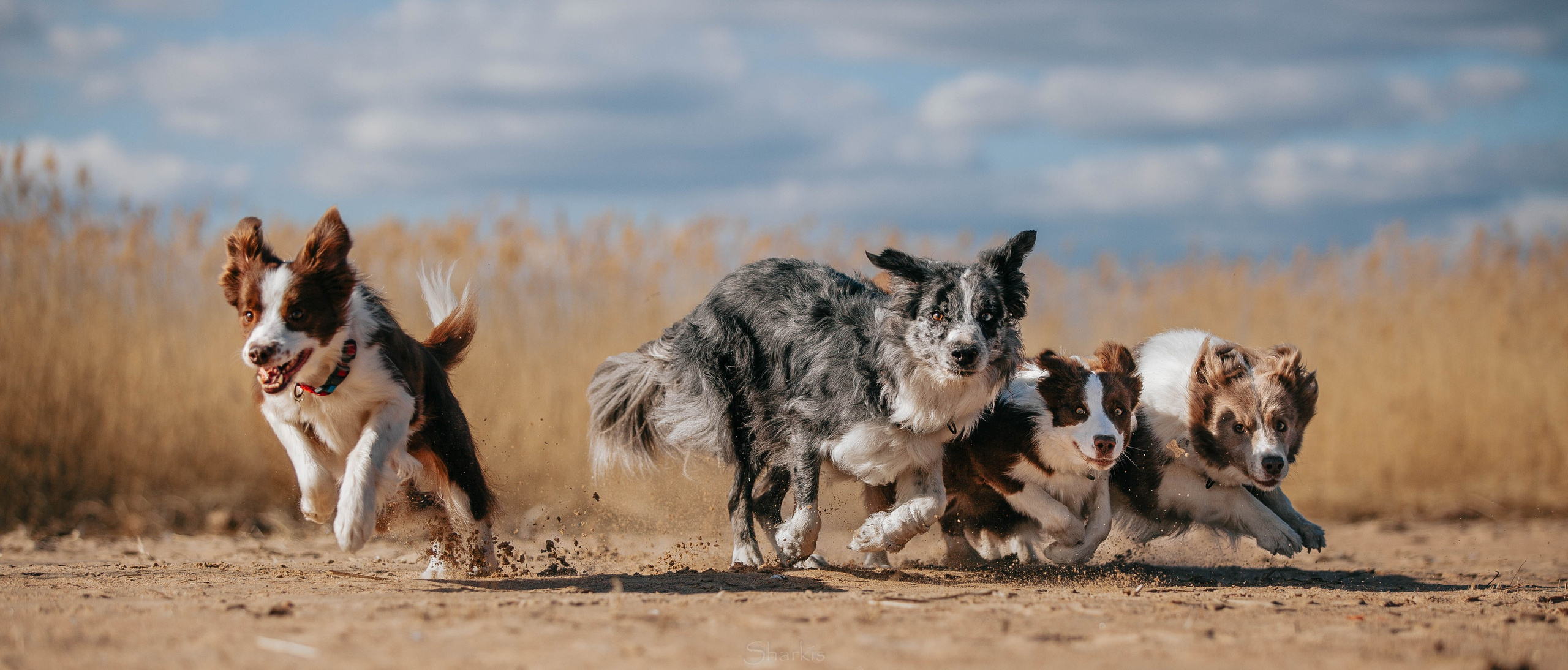 Бордюха, Лора, Берта, Мета. Главная