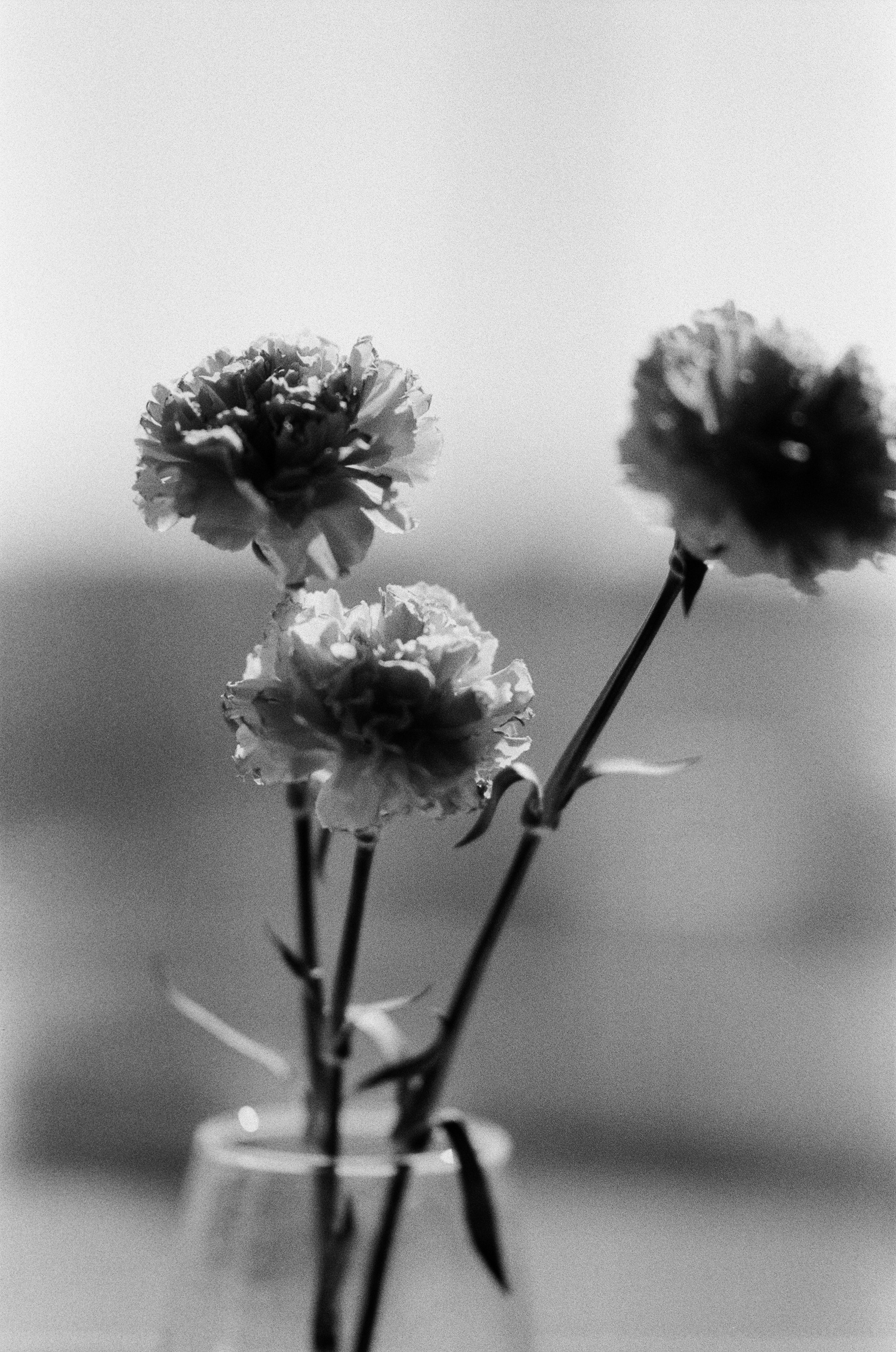 Пленка. Фотограф во Владимире, Москве и Суздале — Полина Романычева