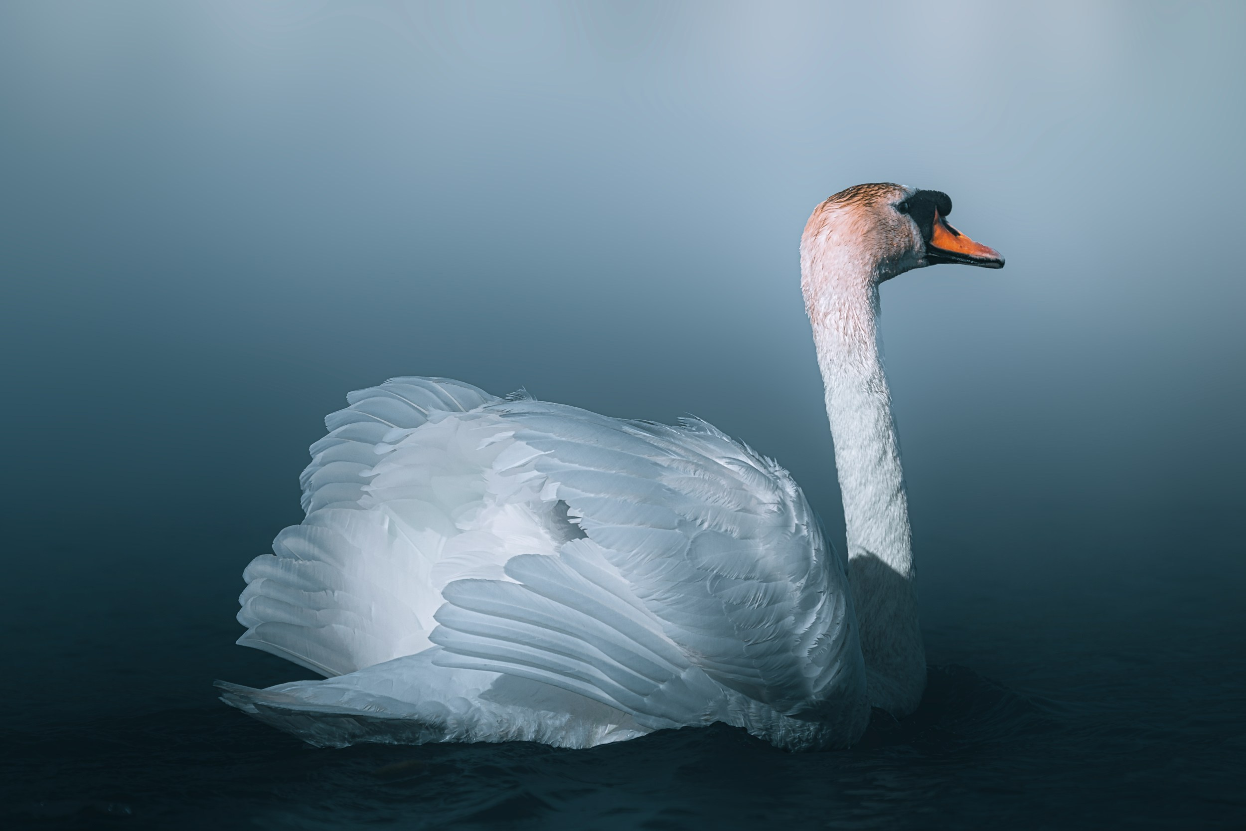 Дикая природа • Wildlife. Елена Ивановой • Профессиональный фотограф