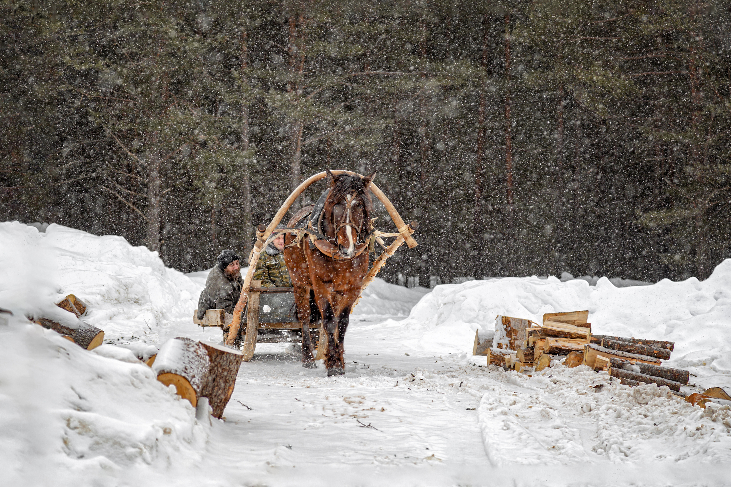 Лошадь. запряженная в сани везет дрова зимой. Идет крупный снег.