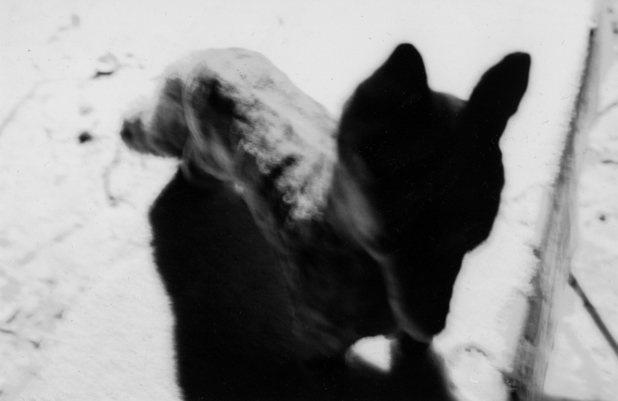 Елена Цихон художник фотографии и мастер фото-ДНК