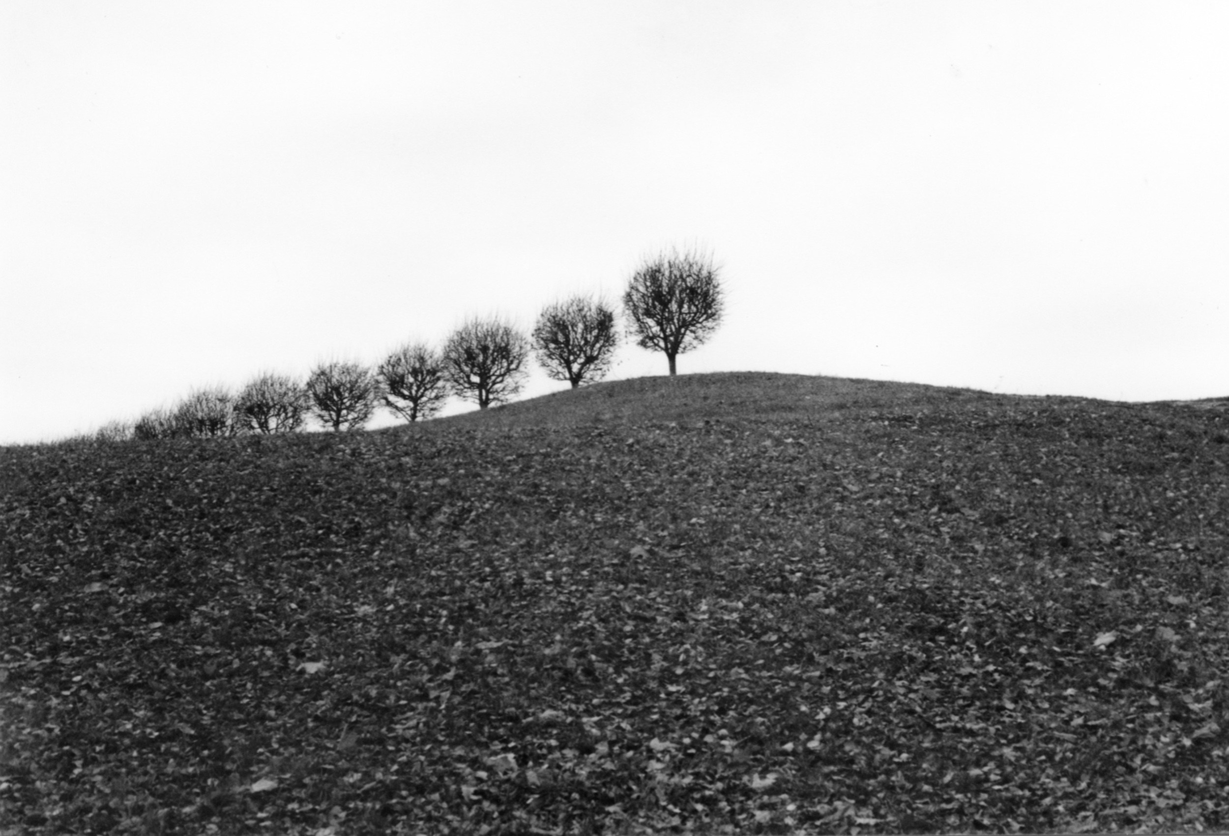 Елена Цихон художник фотографии и мастер фото-ДНК