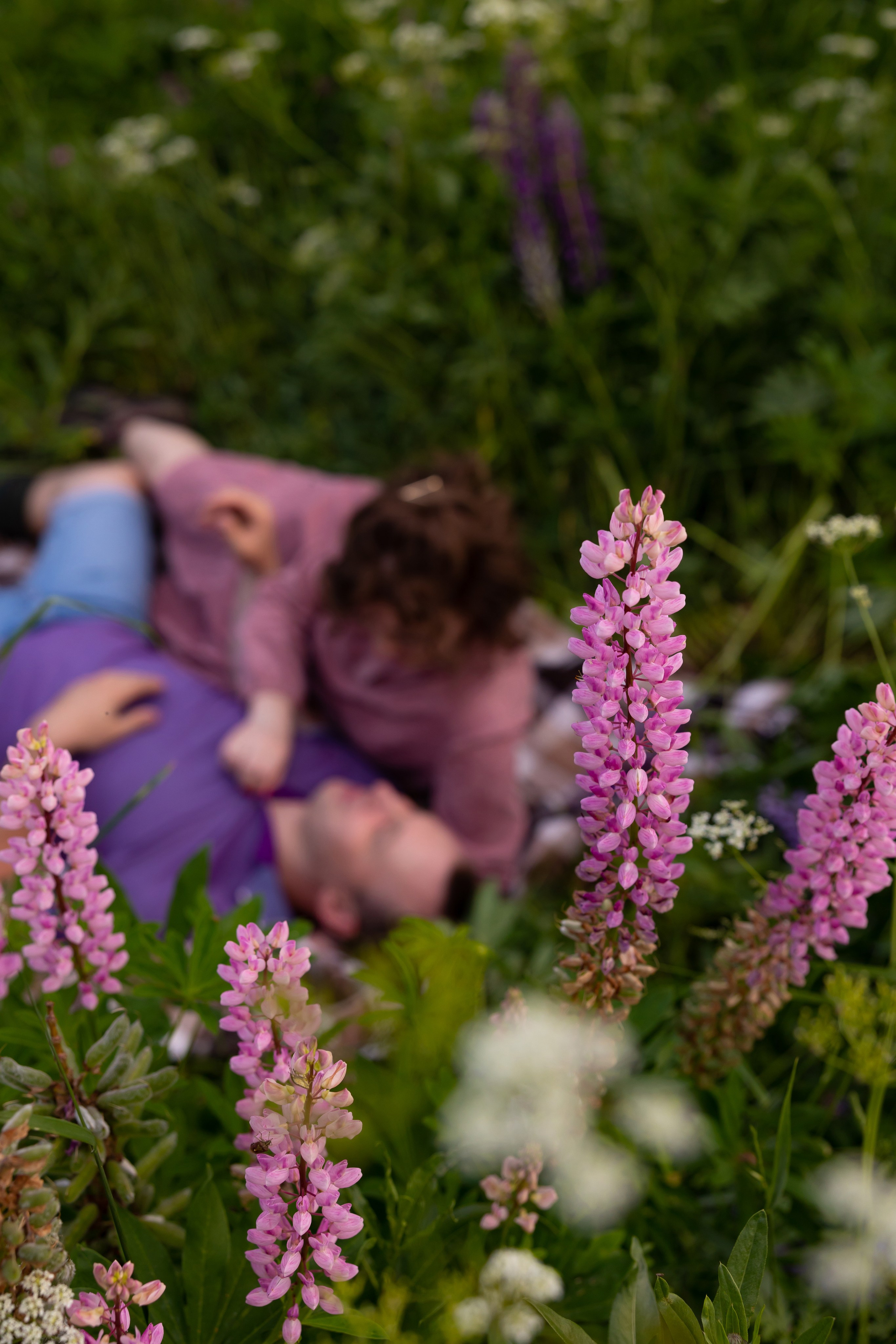 Пикник в люпиновом поле. Сказочный фотограф для Вас и Вашей семьи