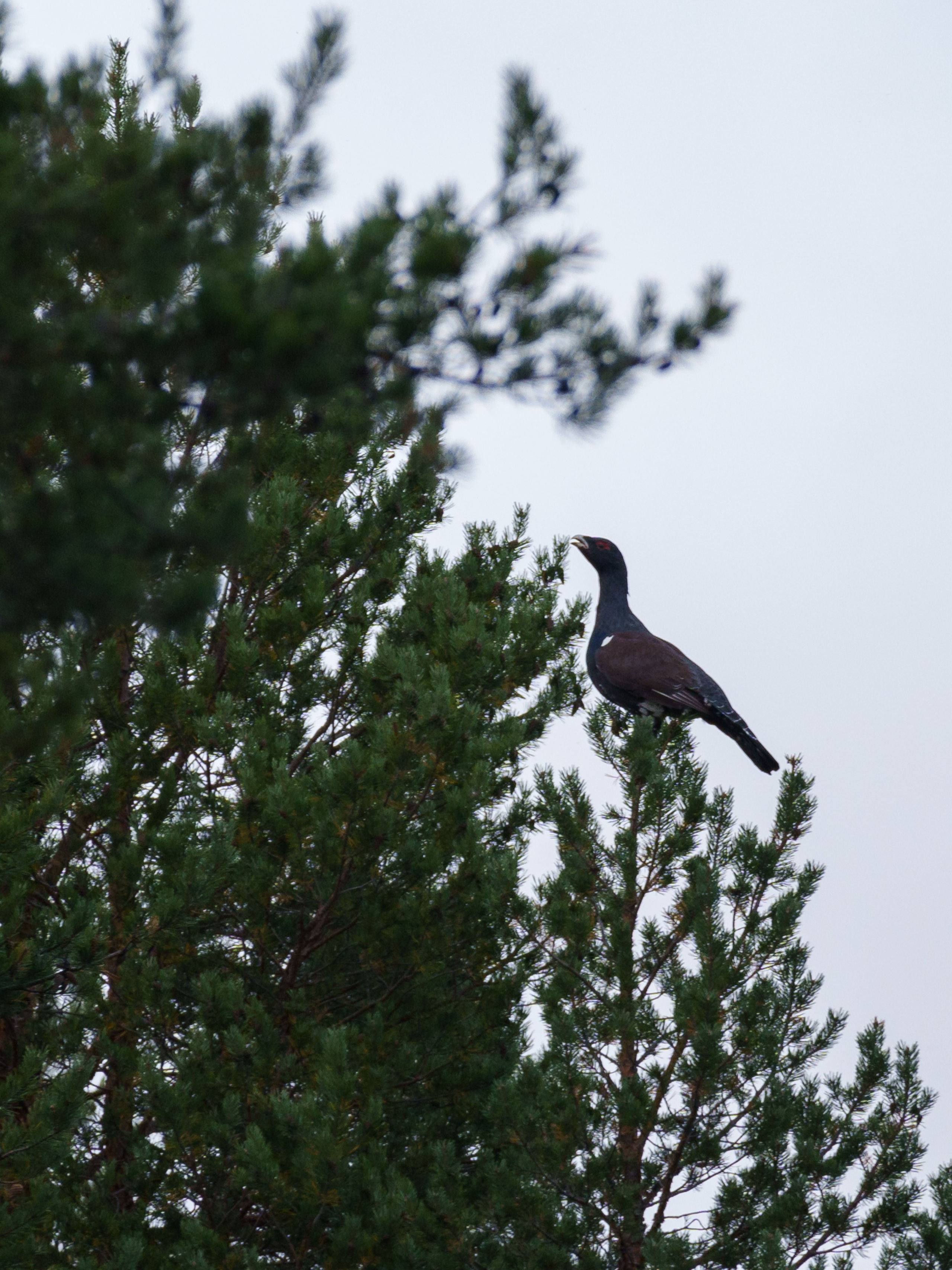 Фотосъемка животных и птиц. Интерьерный и архитектурный фотограф в Москве Панова Ольга