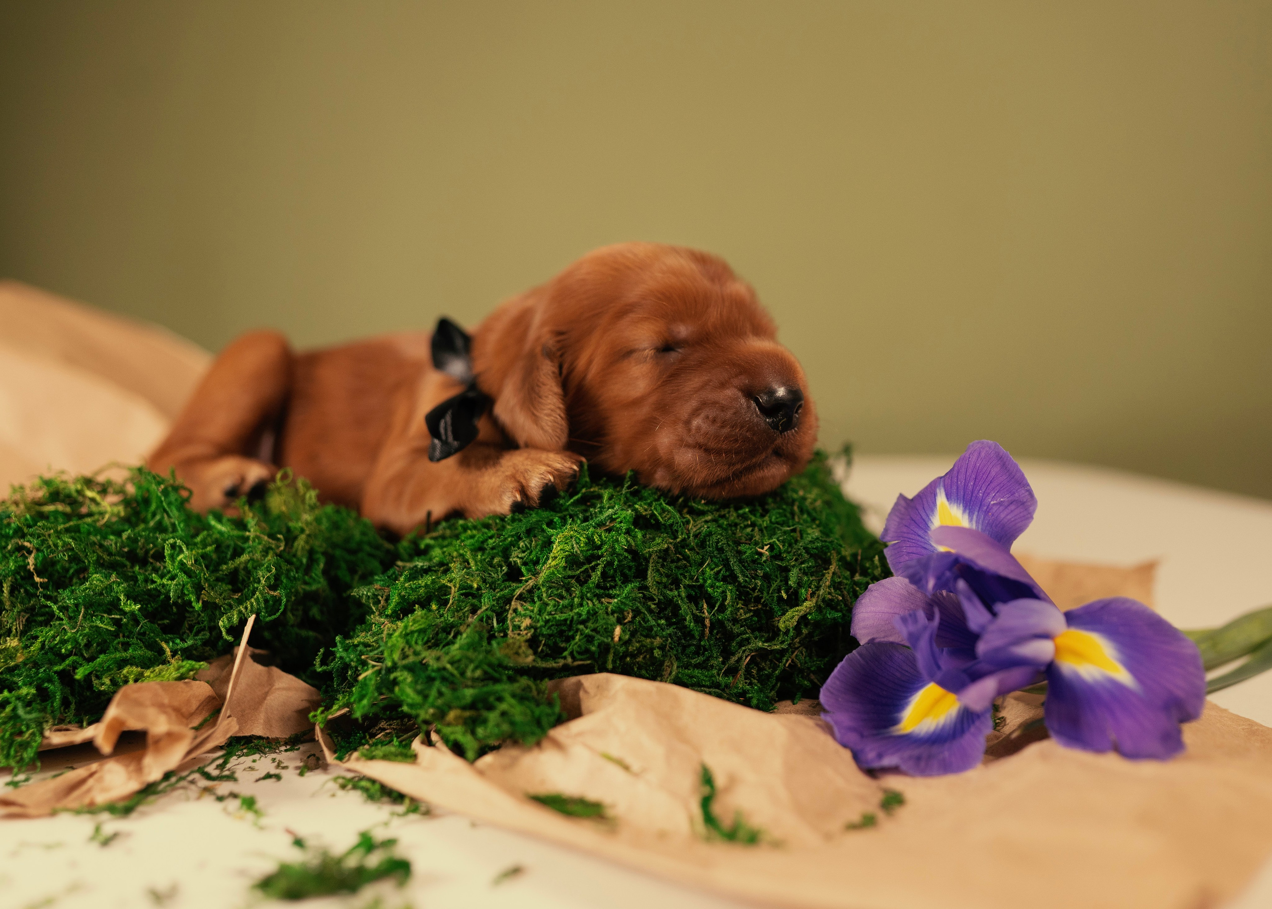 Красные ирландские сеттеры. Фотограф- анималист Александра Матвеева