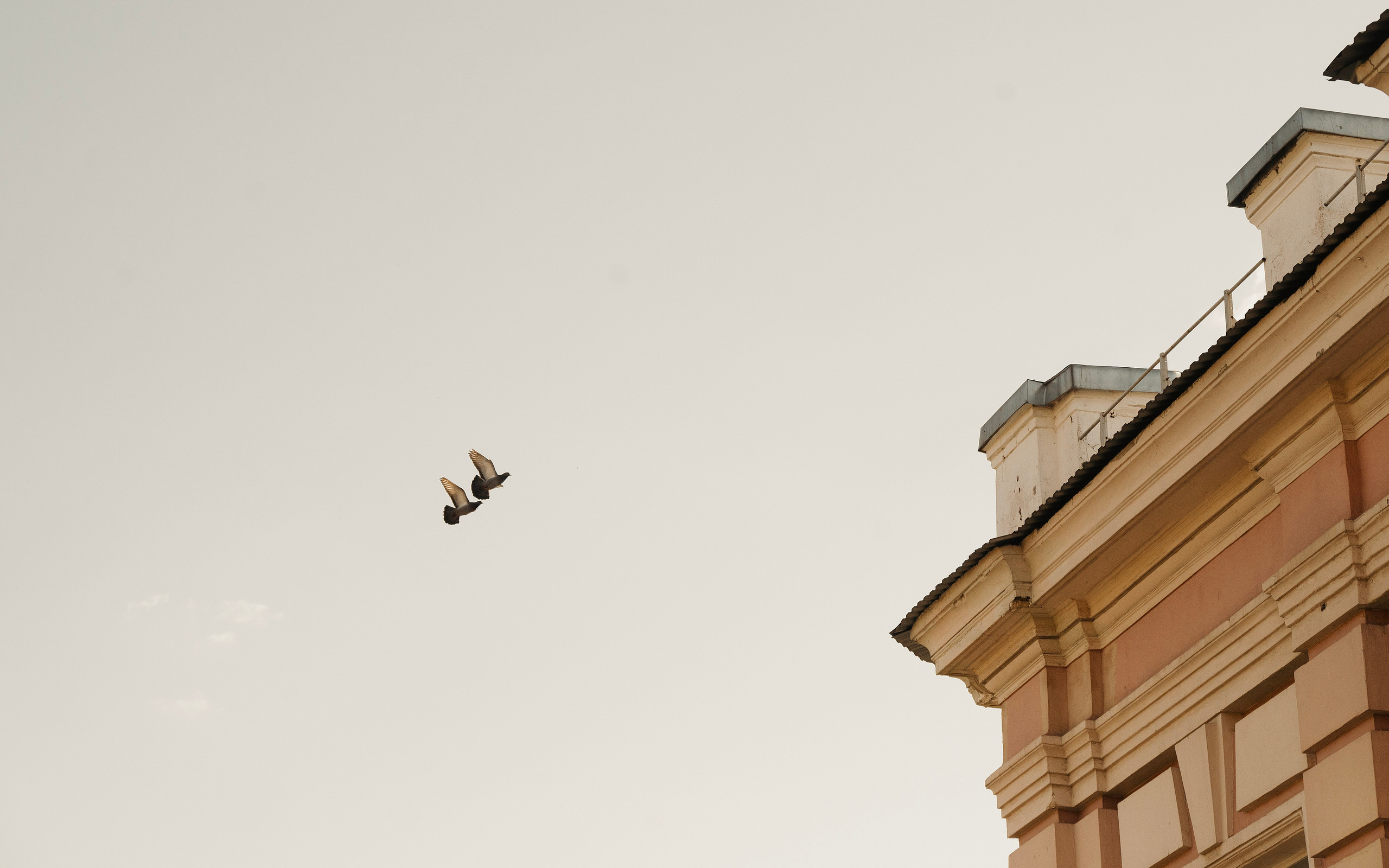 Юнки. Фотограф- анималист Александра Матвеева