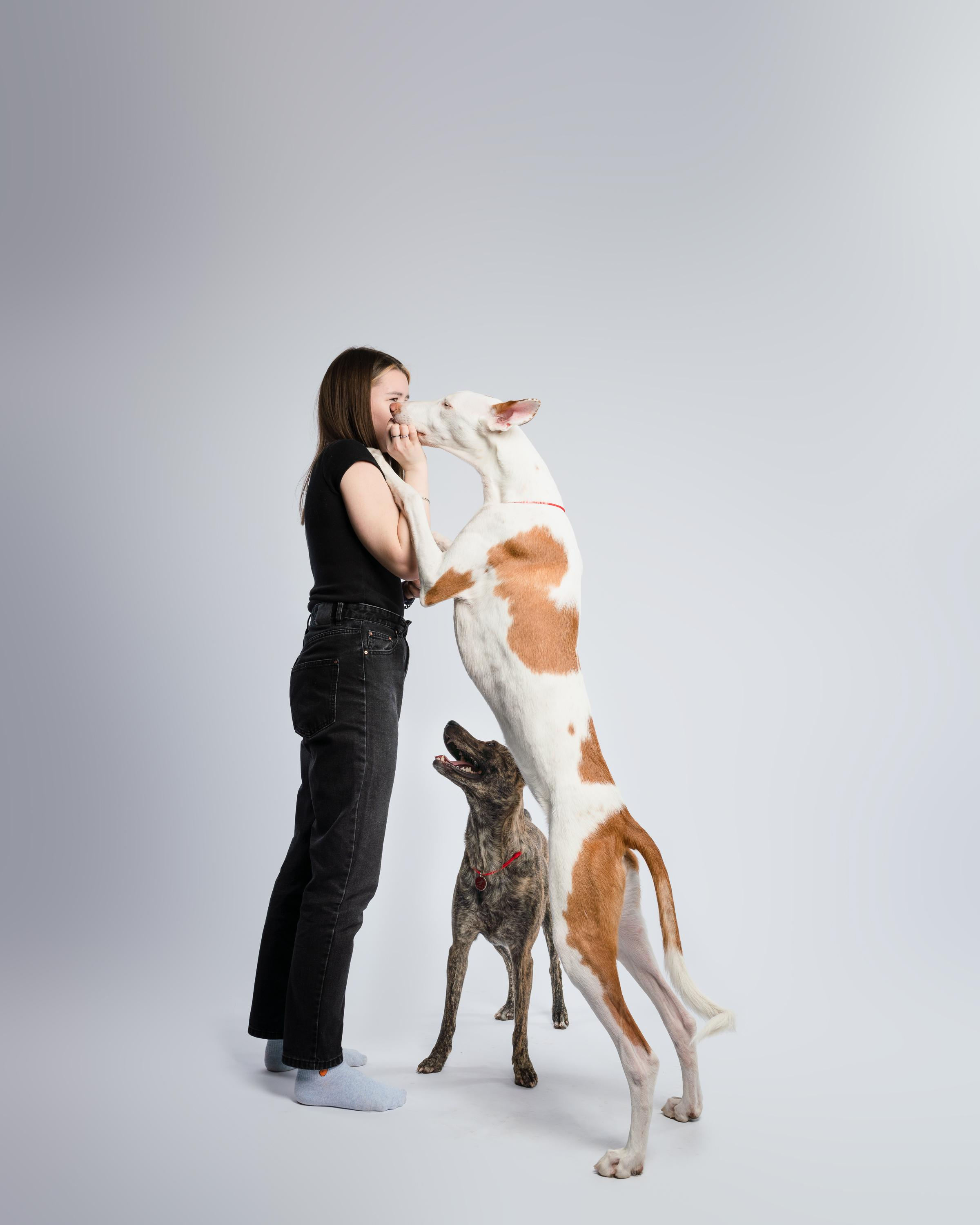 Альма, Вула и Даша. Фотограф анималист Осипчикова Мария