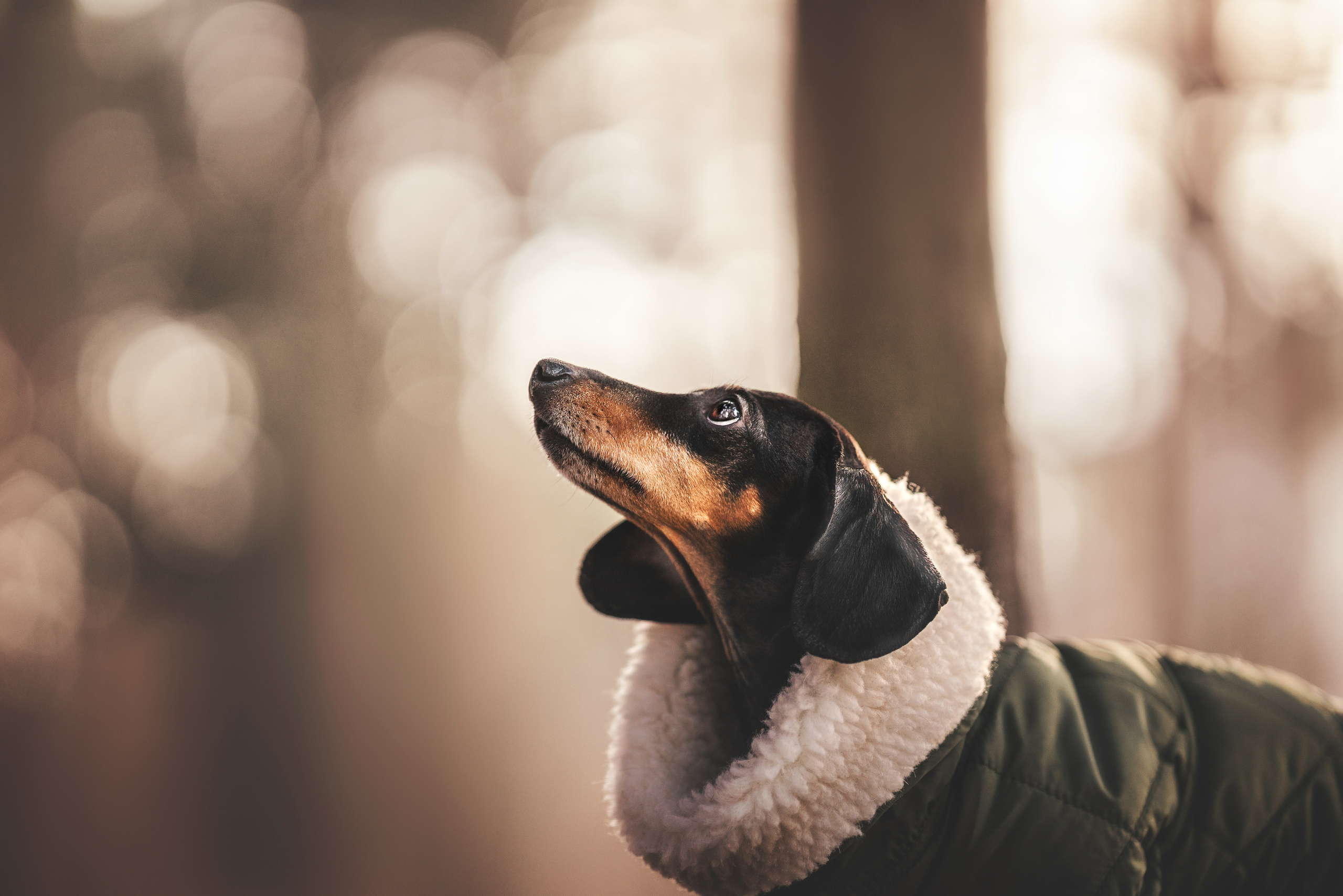Фотограф анималист Осипчикова Мария