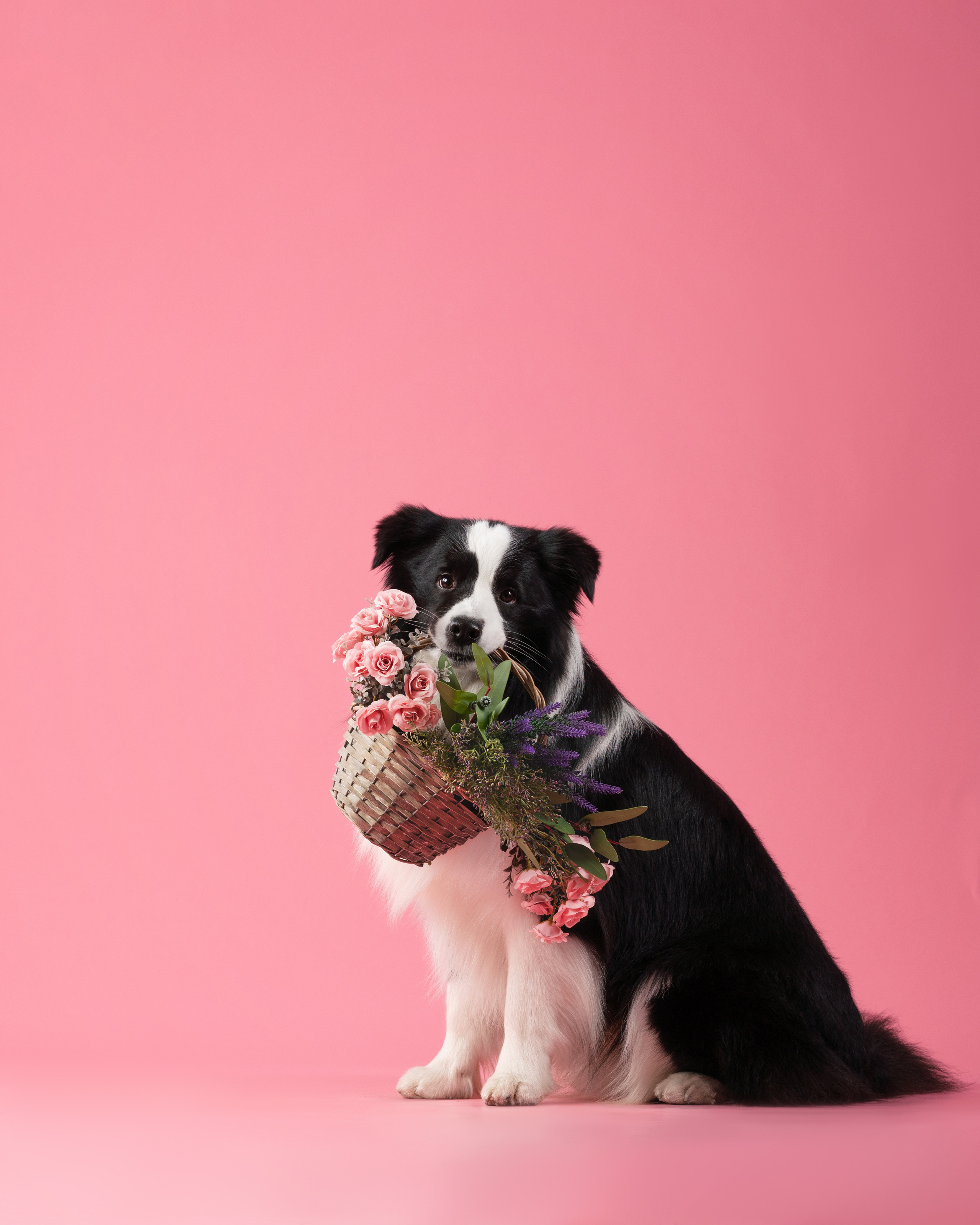 Бордер-колли СЛип. Фотограф анималист Осипчикова Мария