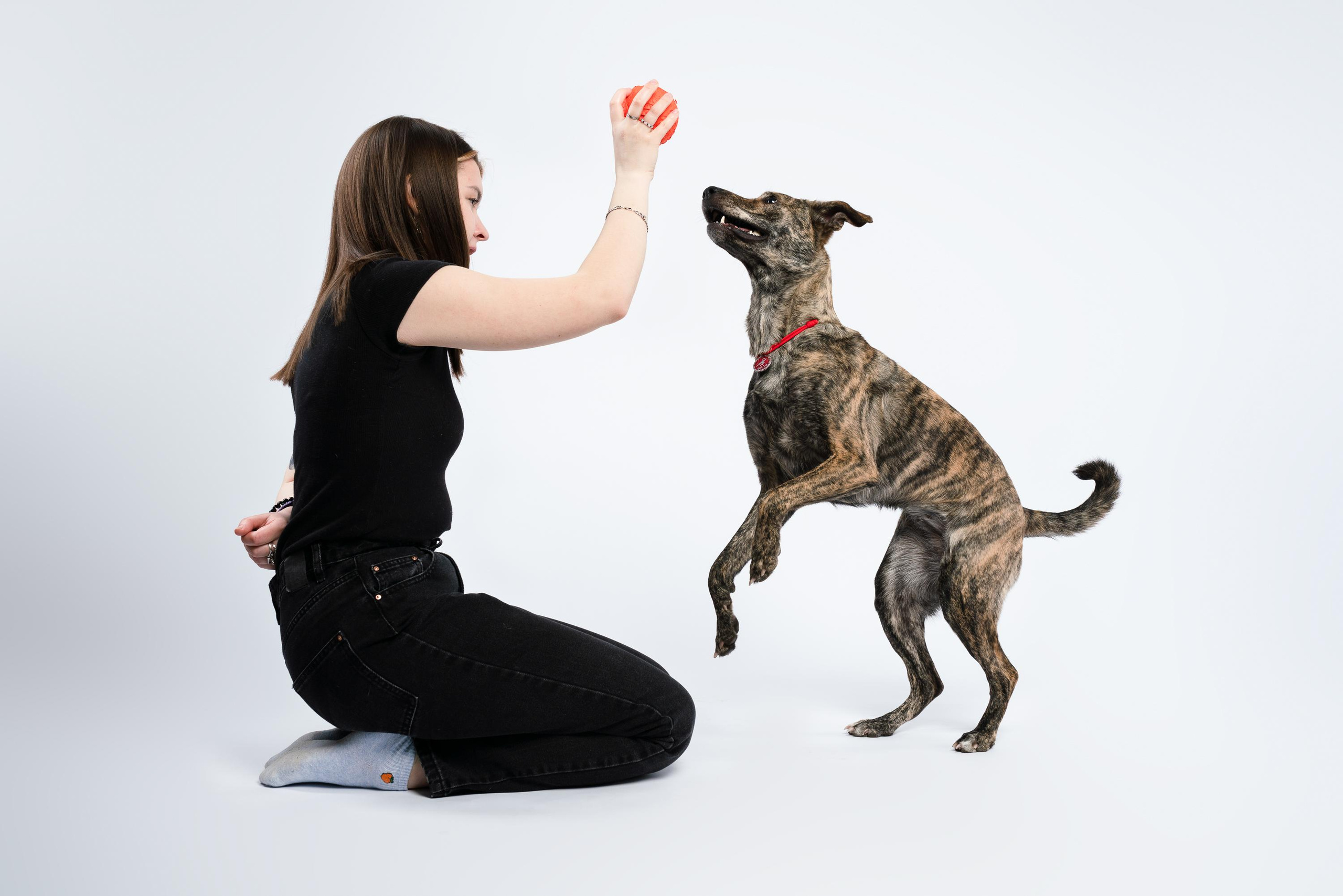 Альма, Вула и Даша. Фотограф анималист Осипчикова Мария