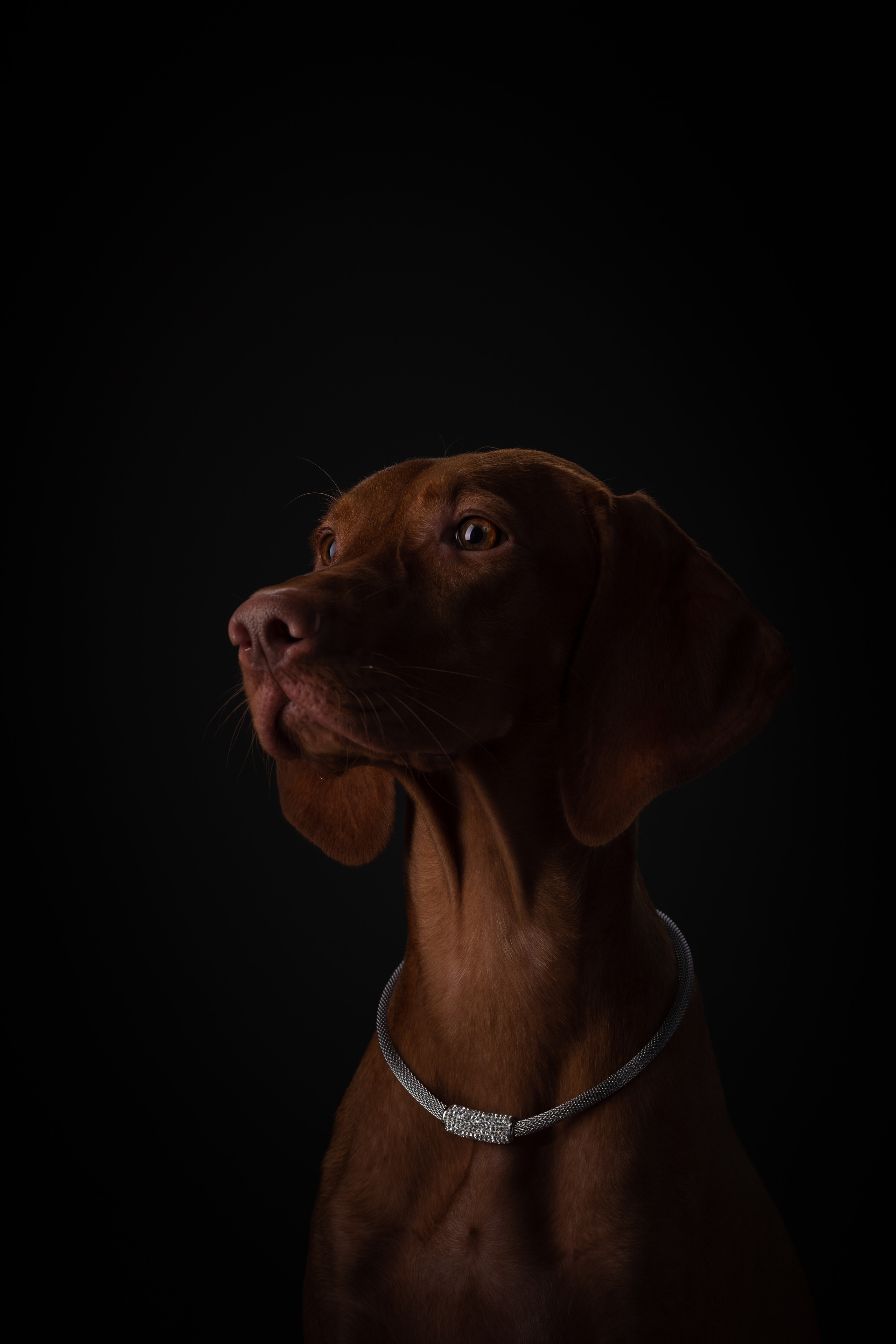 Трисс. Фотограф анималист Осипчикова Мария