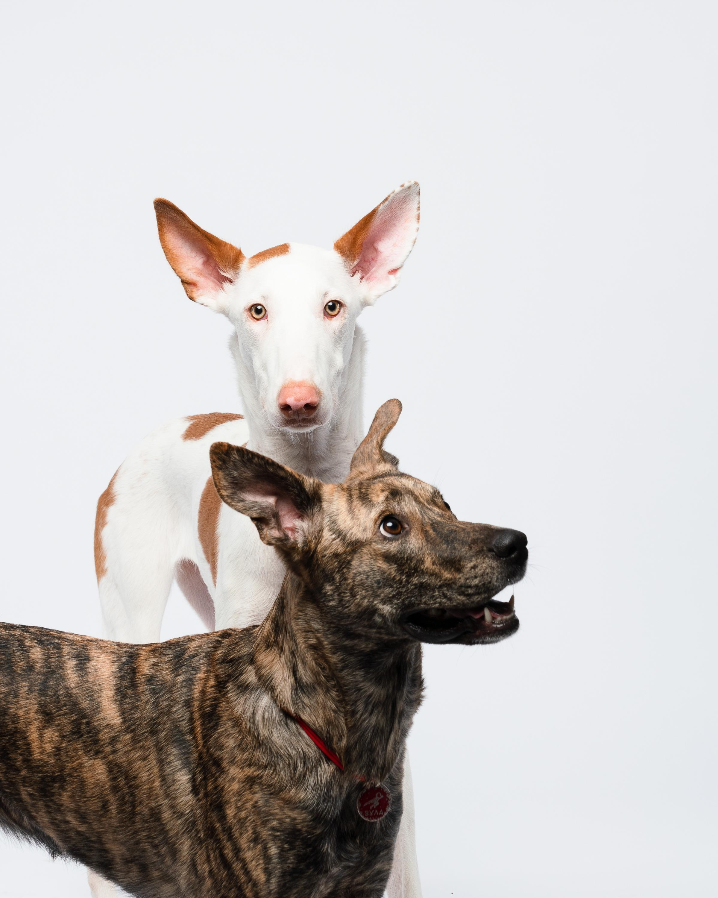 Альма, Вула и Даша. Фотограф анималист Осипчикова Мария