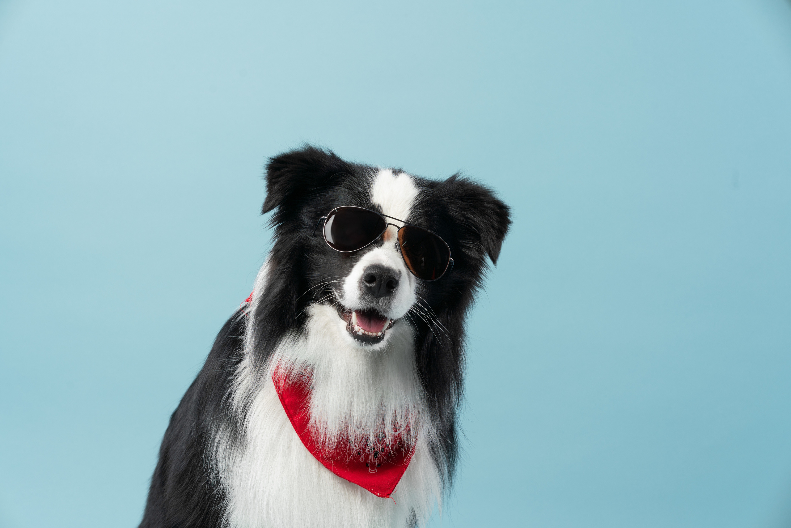 Бордер-колли СЛип. Фотограф анималист Осипчикова Мария