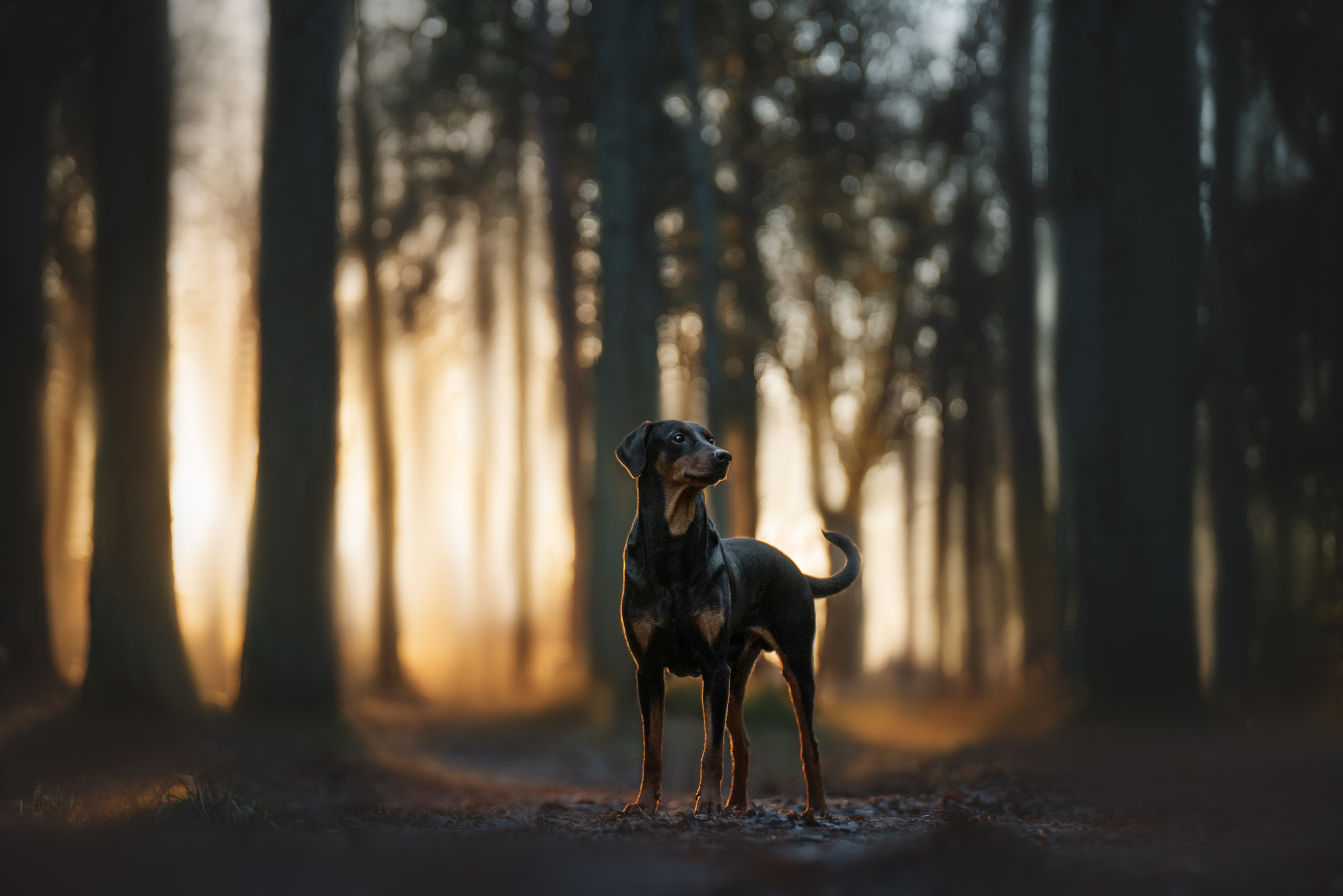 Фотограф анималист Осипчикова Мария