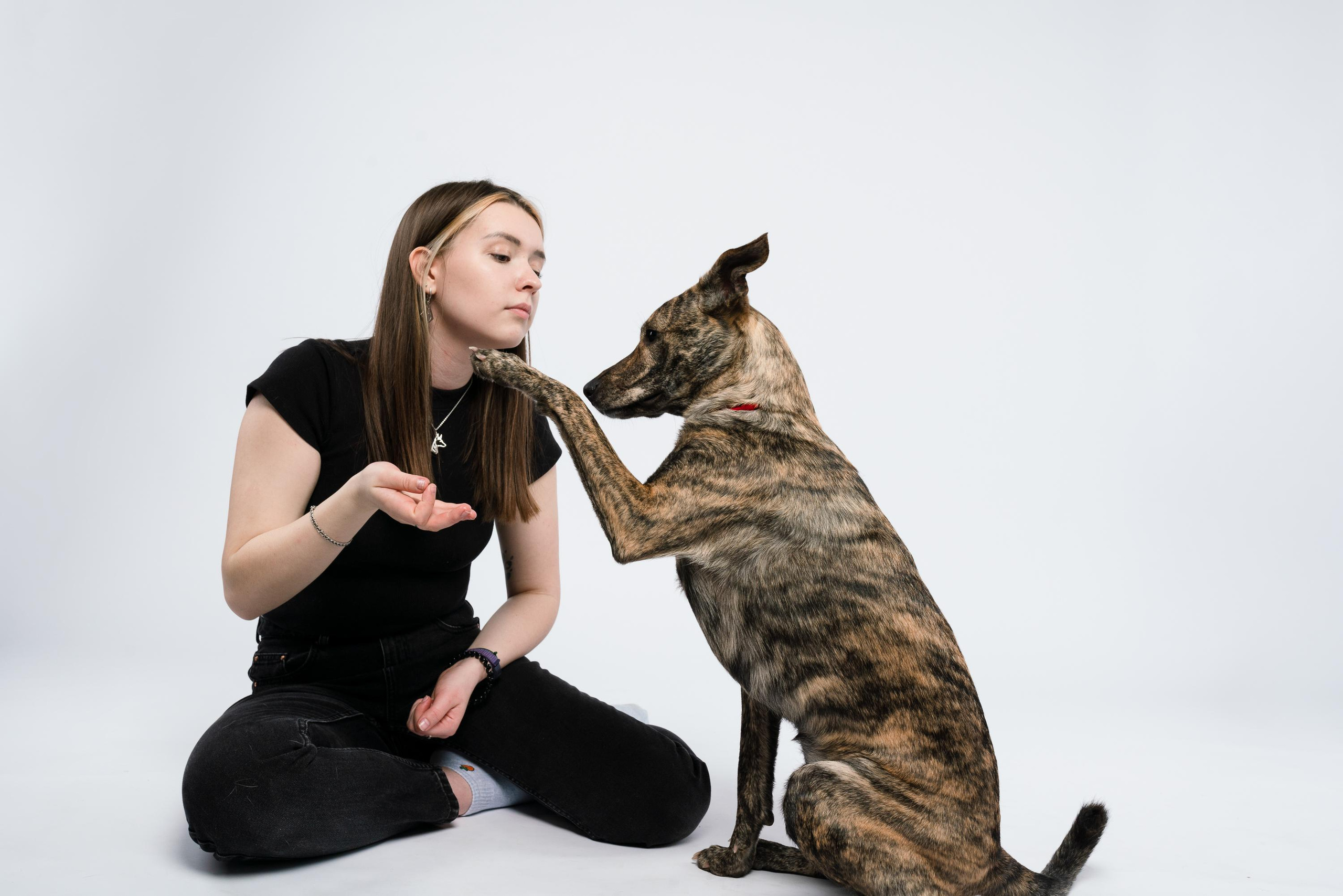 Альма, Вула и Даша. Фотограф анималист Осипчикова Мария