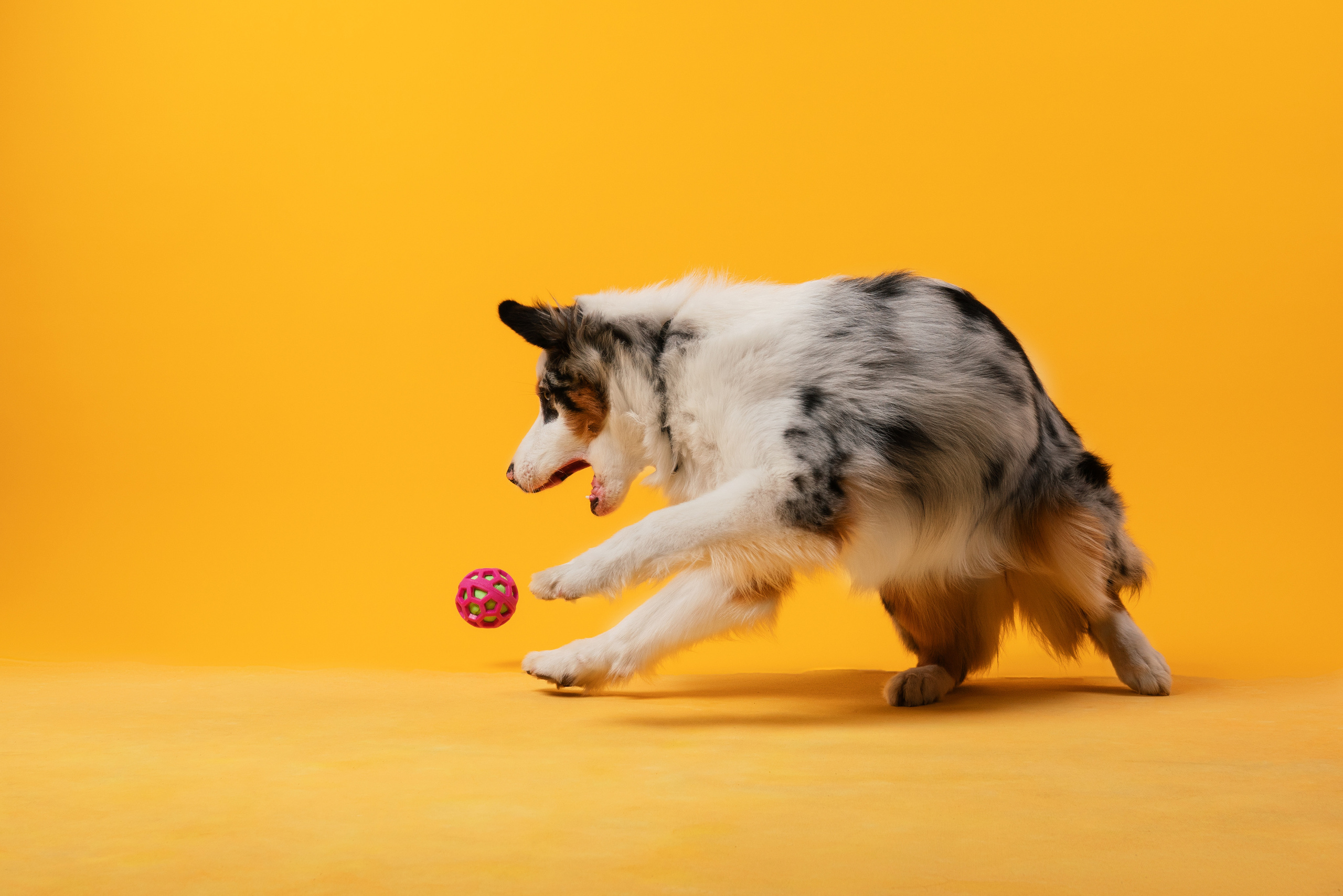 Инга и Санни. Фотограф анималист Осипчикова Мария