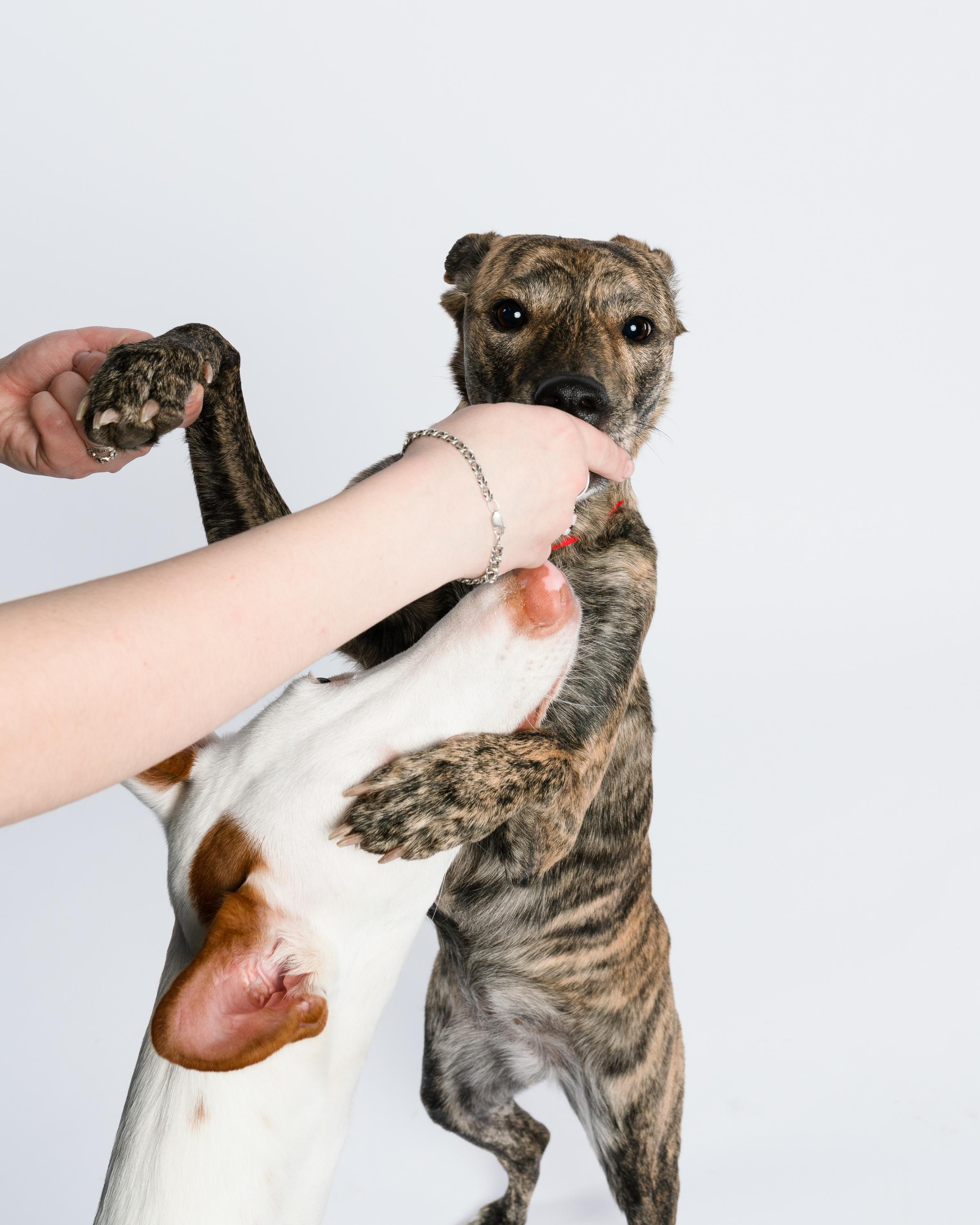 Альма, Вула и Даша. Фотограф анималист Осипчикова Мария