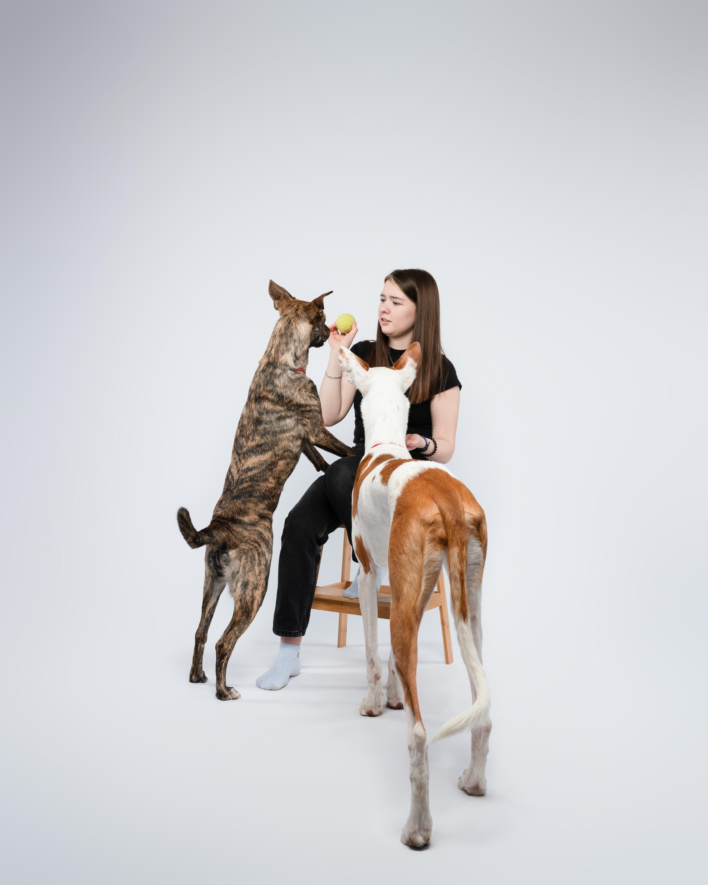 Альма, Вула и Даша. Фотограф анималист Осипчикова Мария