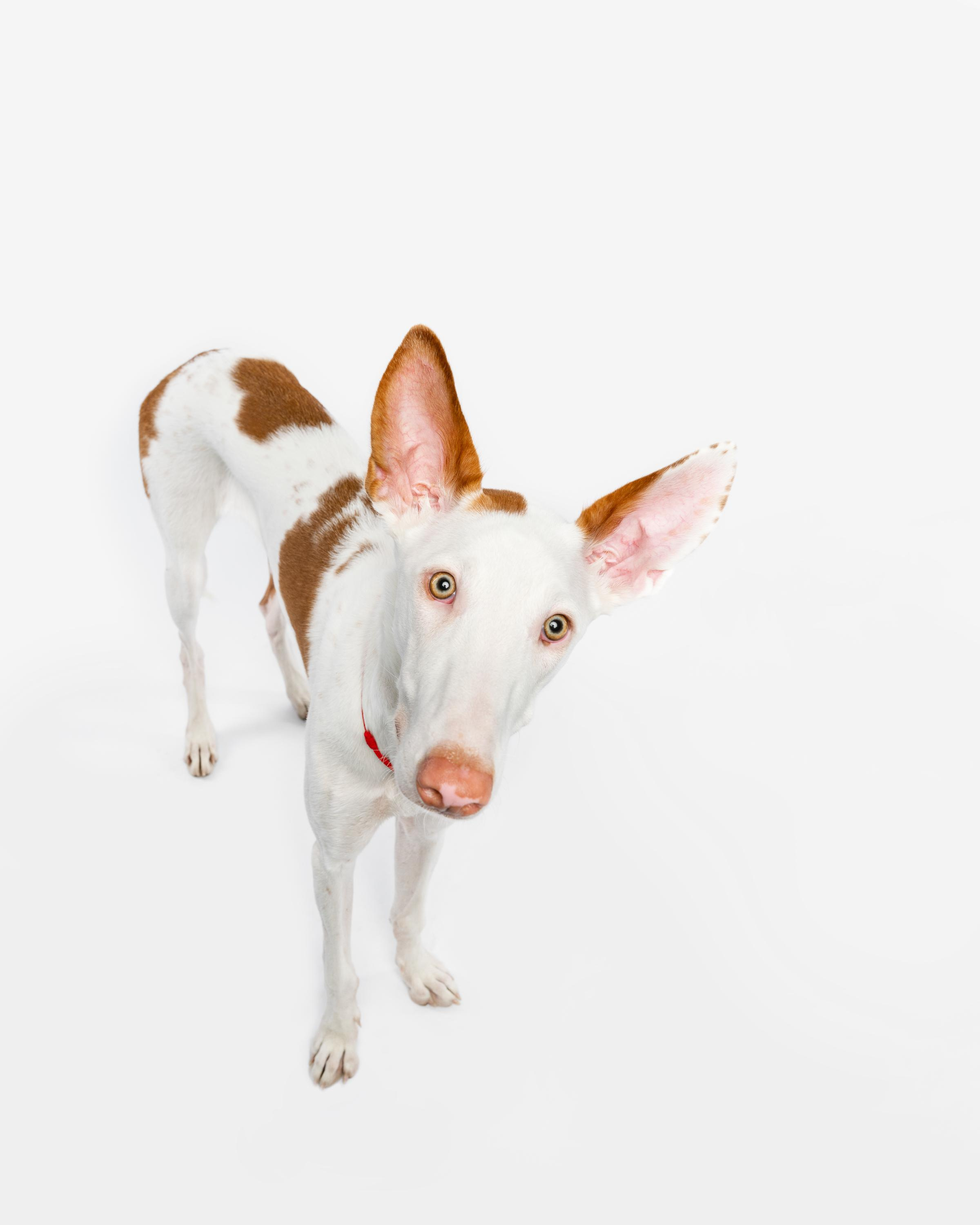 Альма, Вула и Даша. Фотограф анималист Осипчикова Мария