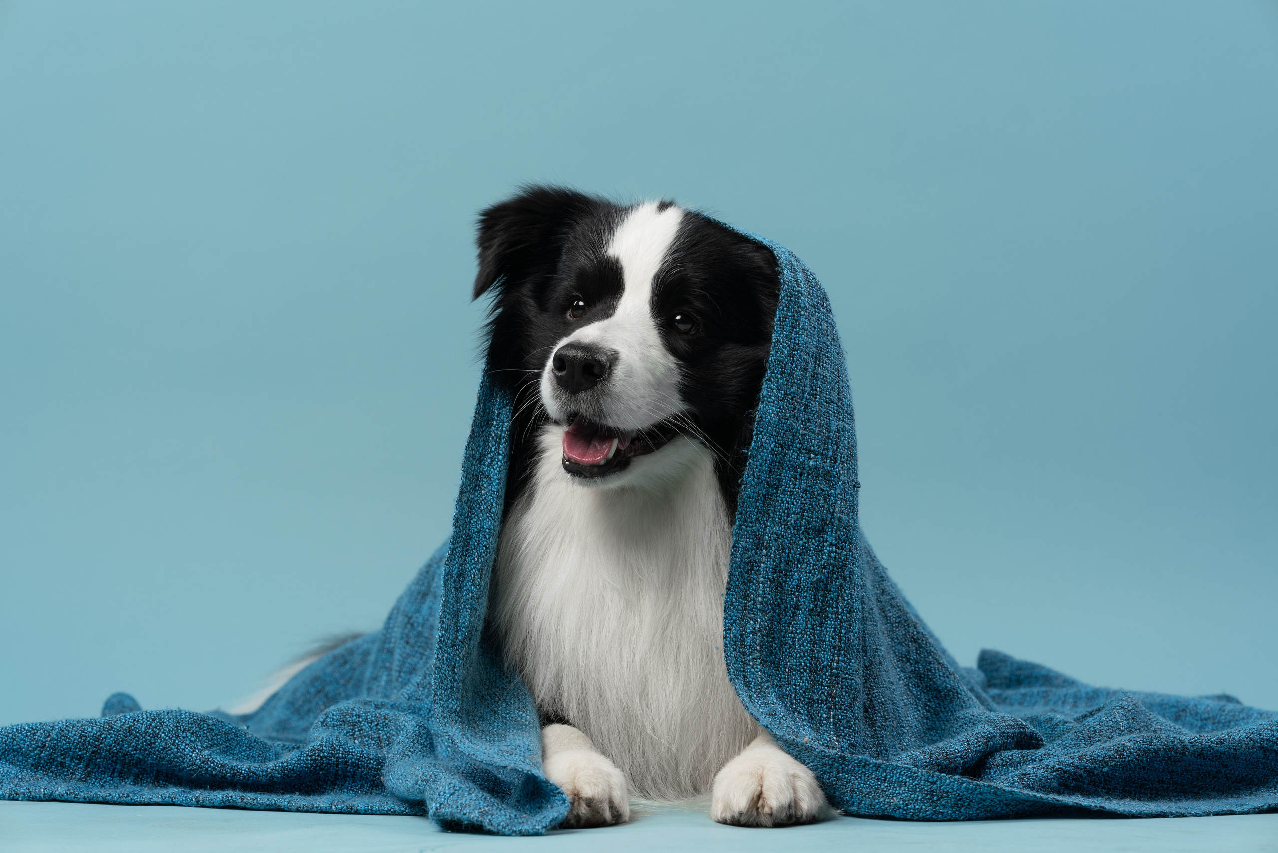 Бордер-колли СЛип. Фотограф анималист Осипчикова Мария