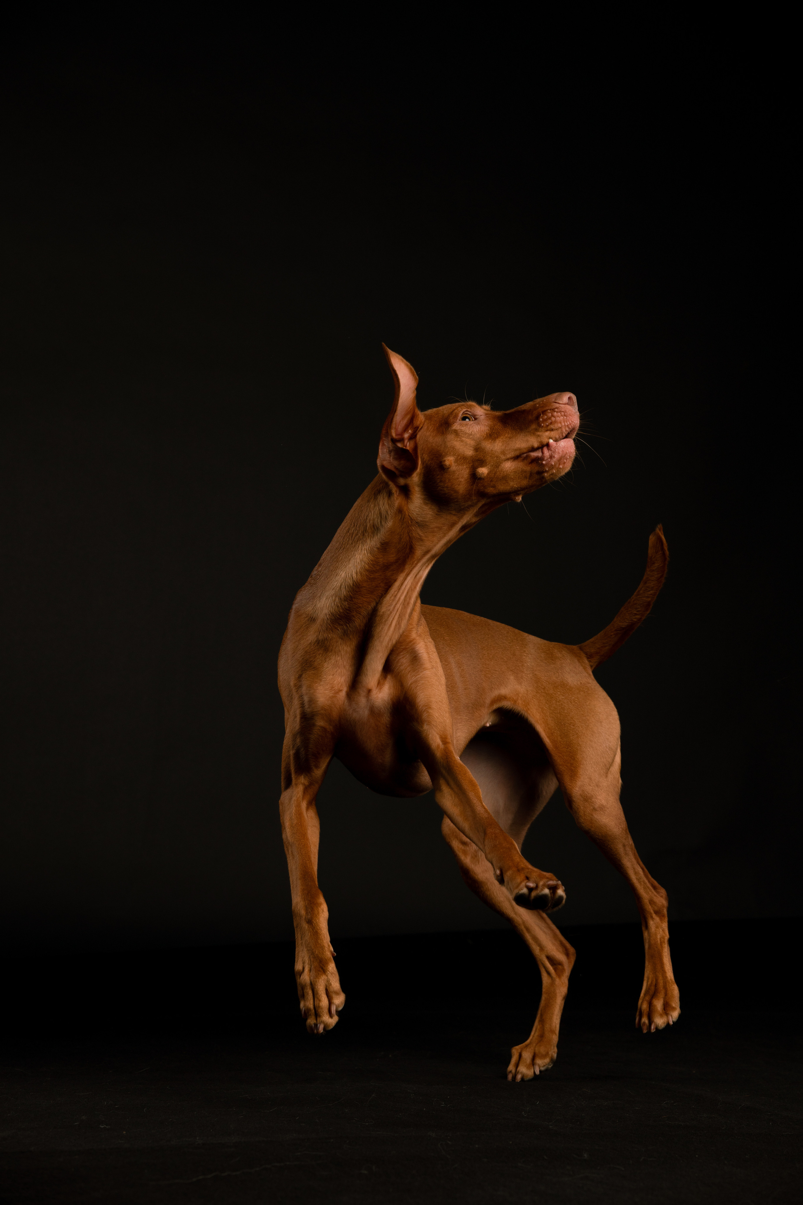 Трисс. Фотограф анималист Осипчикова Мария