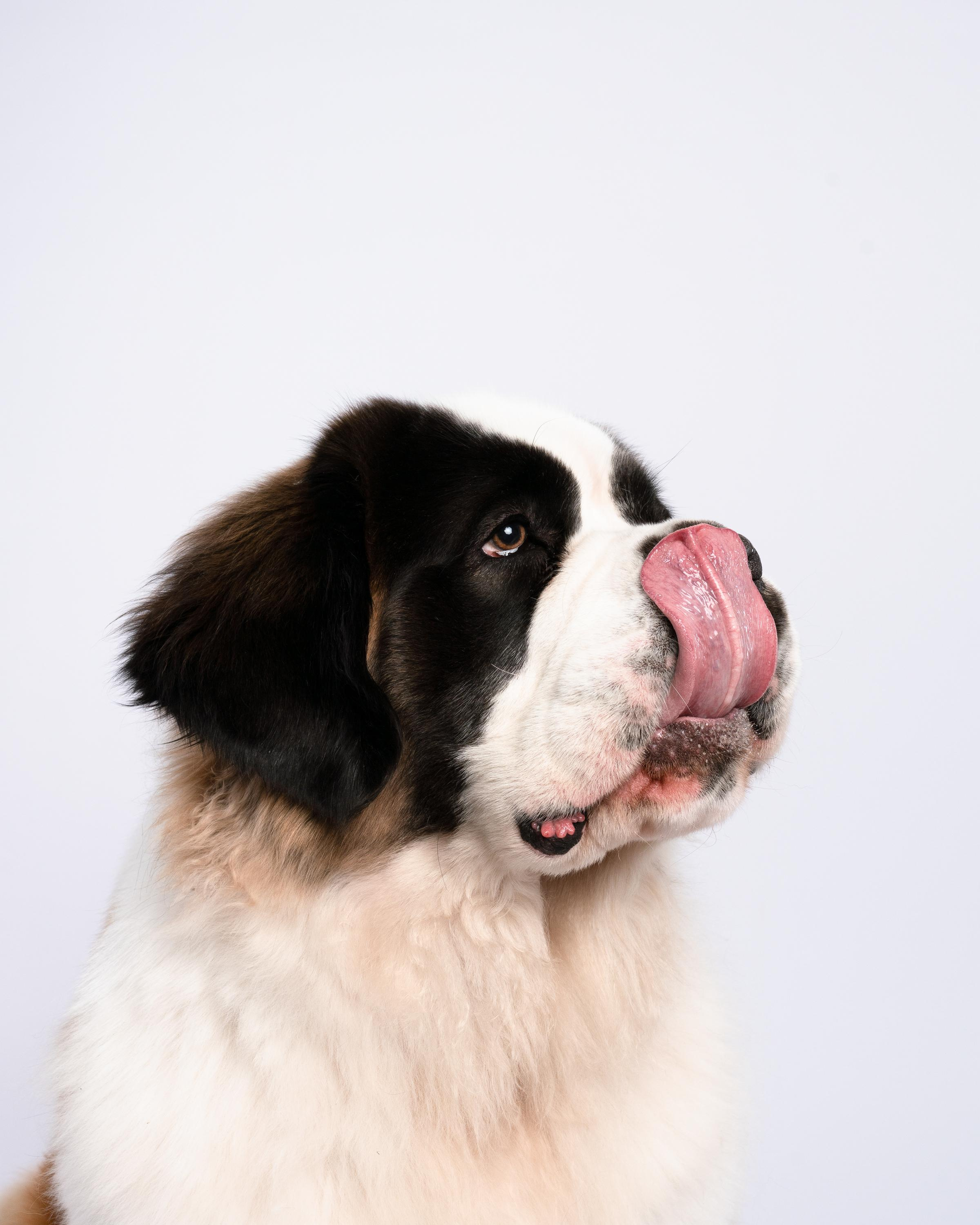 Оля и Эмма. Фотограф анималист Осипчикова Мария