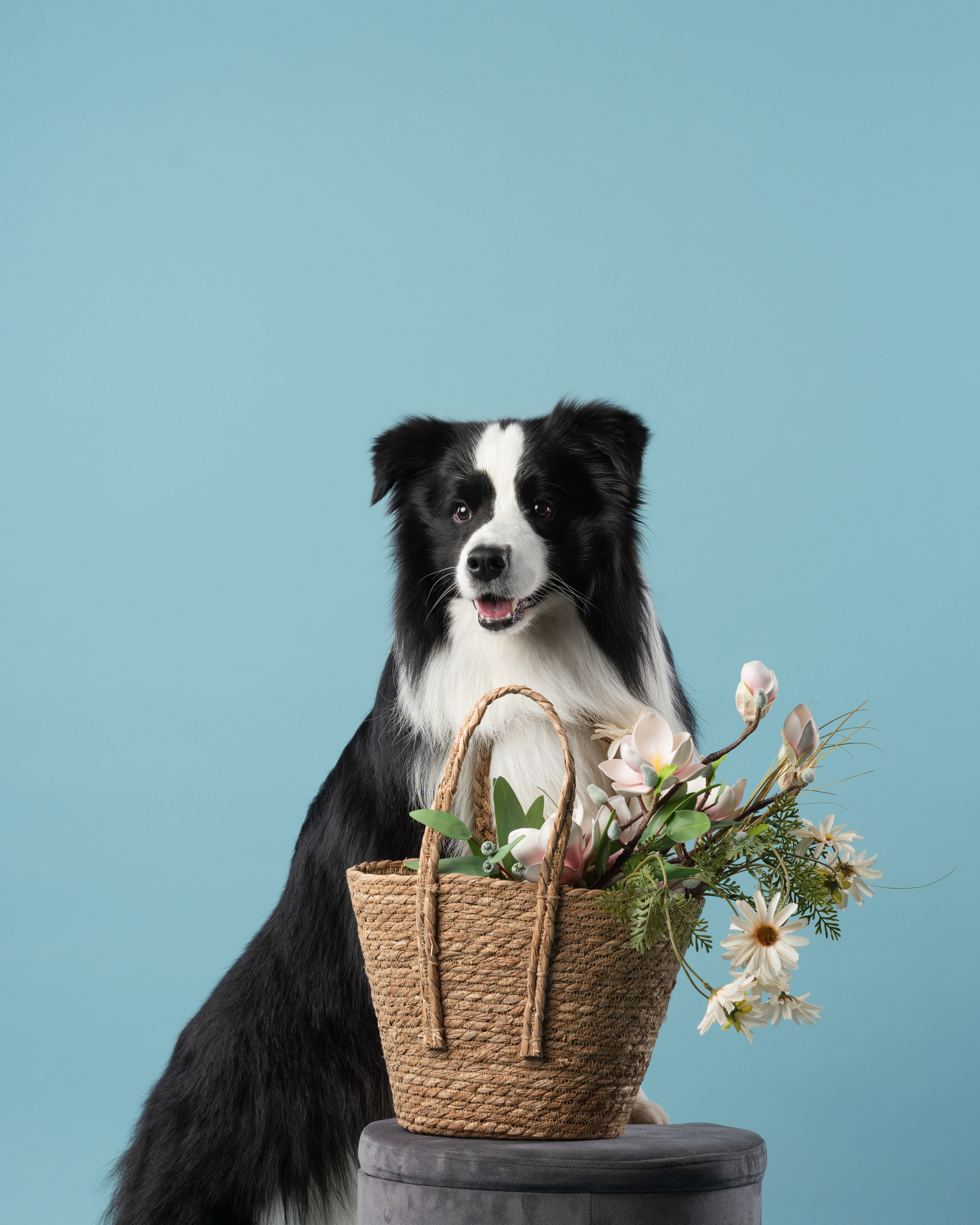 Бордер-колли СЛип. Фотограф анималист Осипчикова Мария