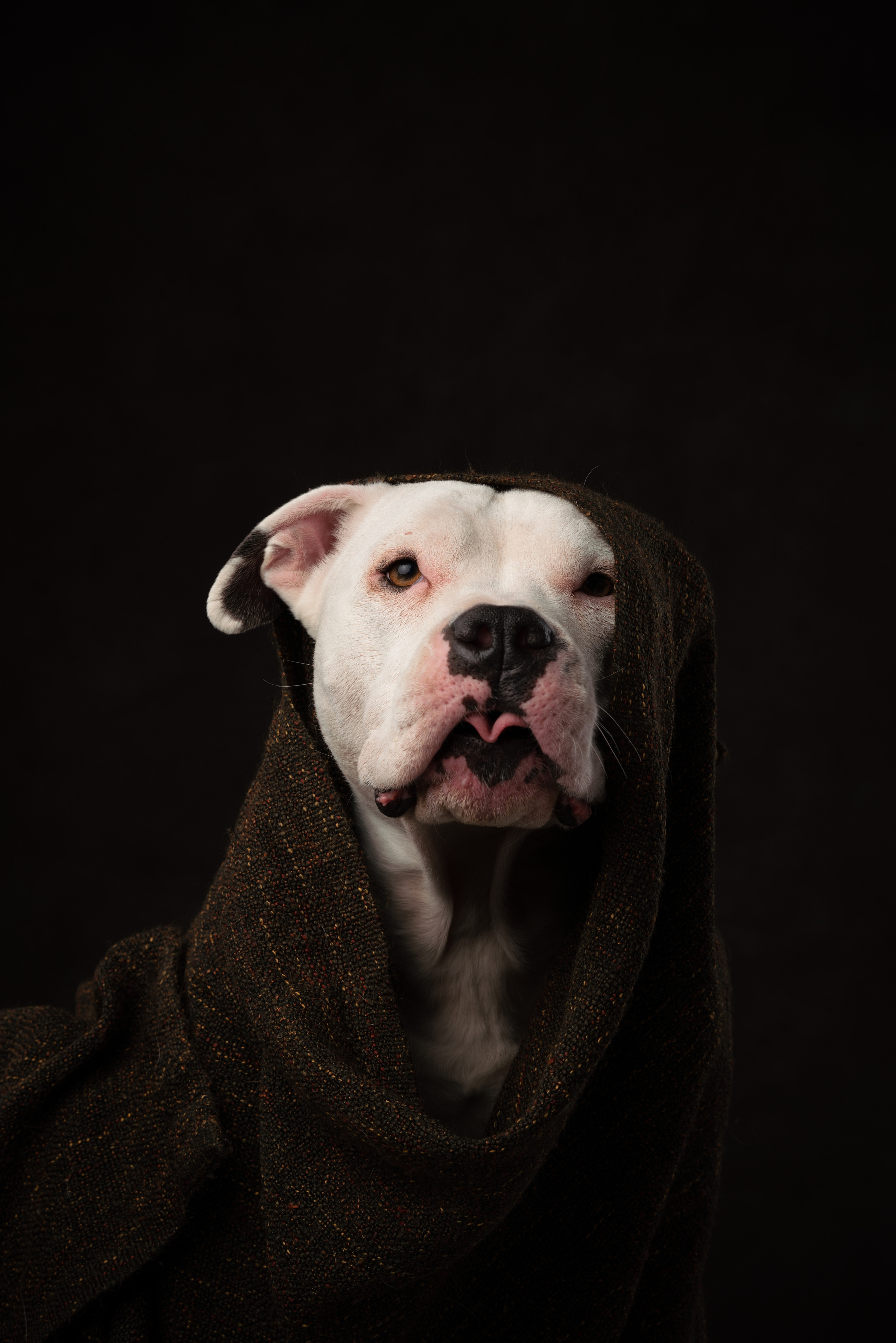 Лео и Квентин. Фотограф анималист Осипчикова Мария