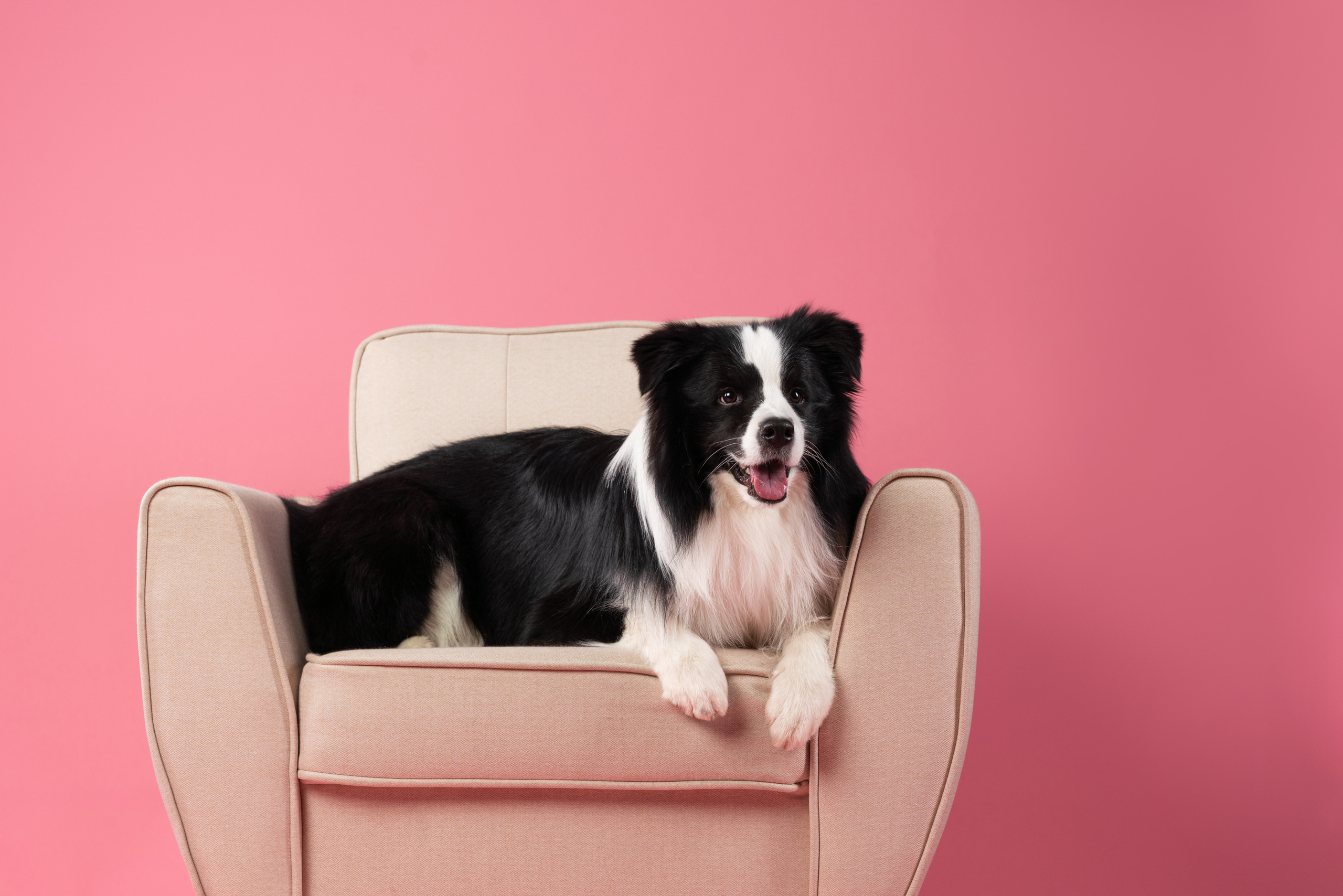 Бордер-колли СЛип. Фотограф анималист Осипчикова Мария