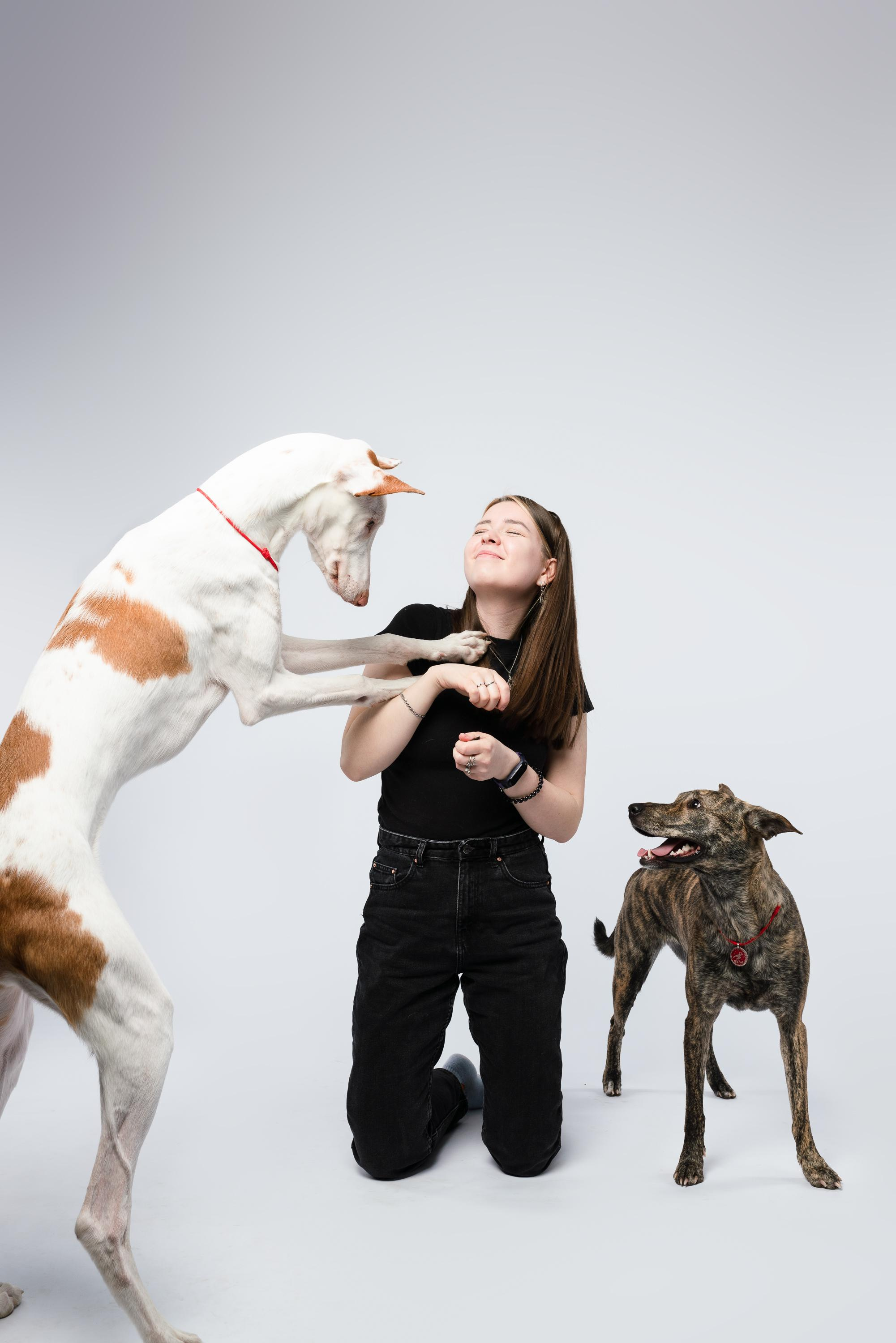 Альма, Вула и Даша. Фотограф анималист Осипчикова Мария