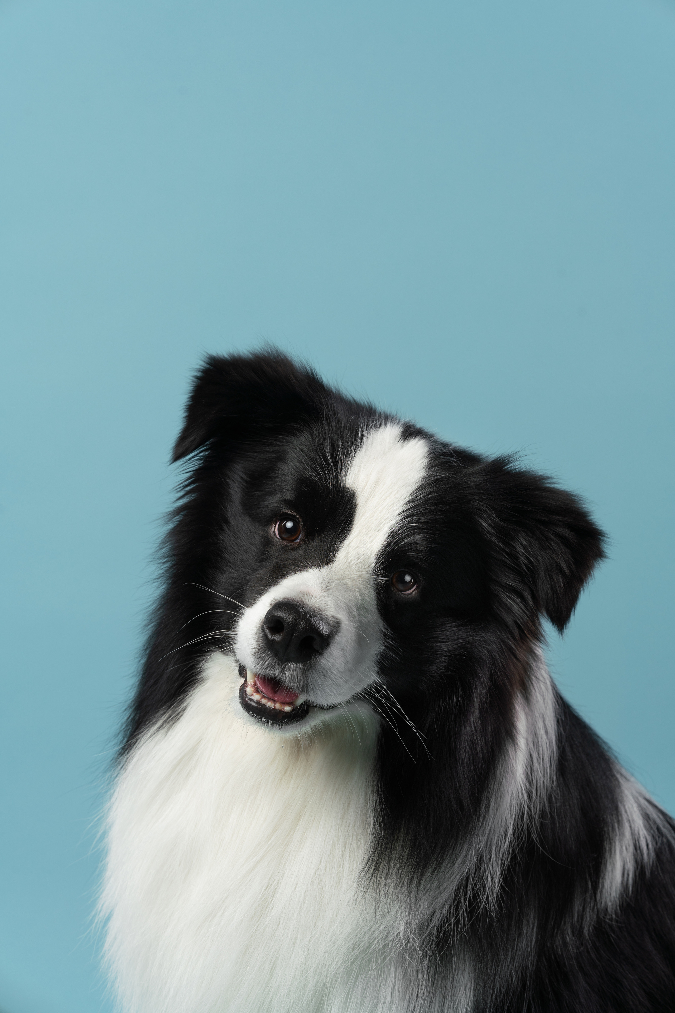 Бордер-колли СЛип. Фотограф анималист Осипчикова Мария