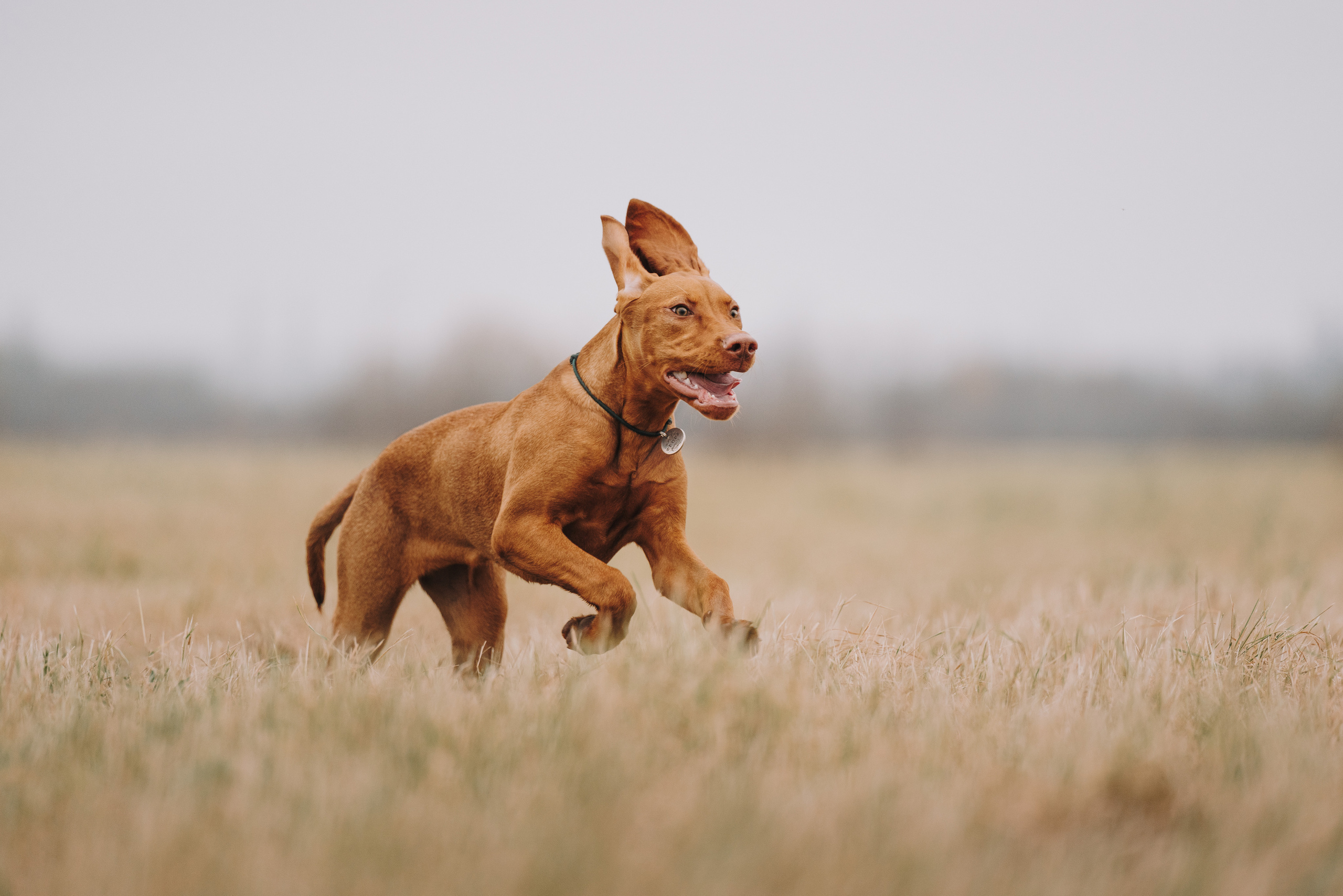 Фотограф анималист Осипчикова Мария