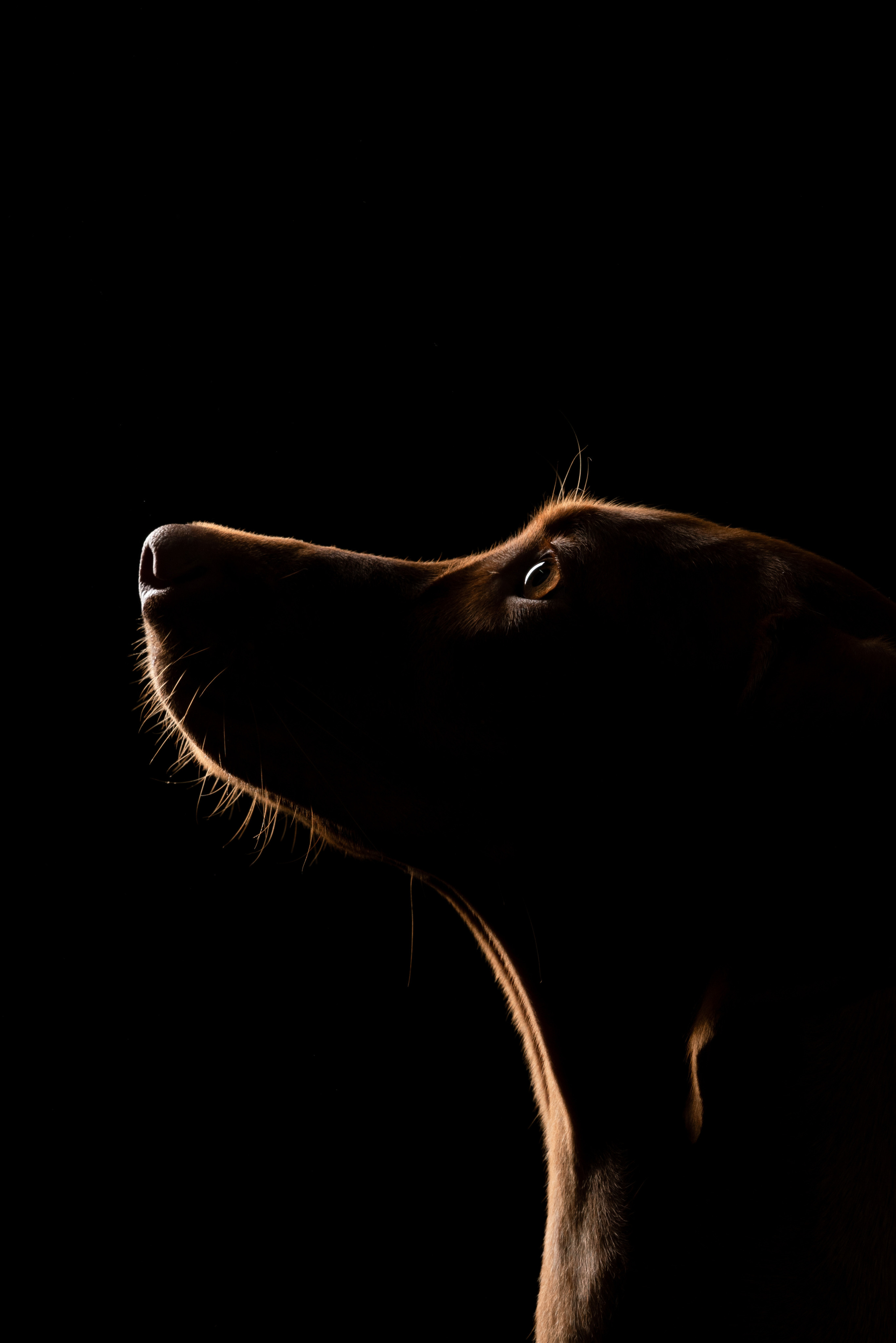 Трисс. Фотограф анималист Осипчикова Мария