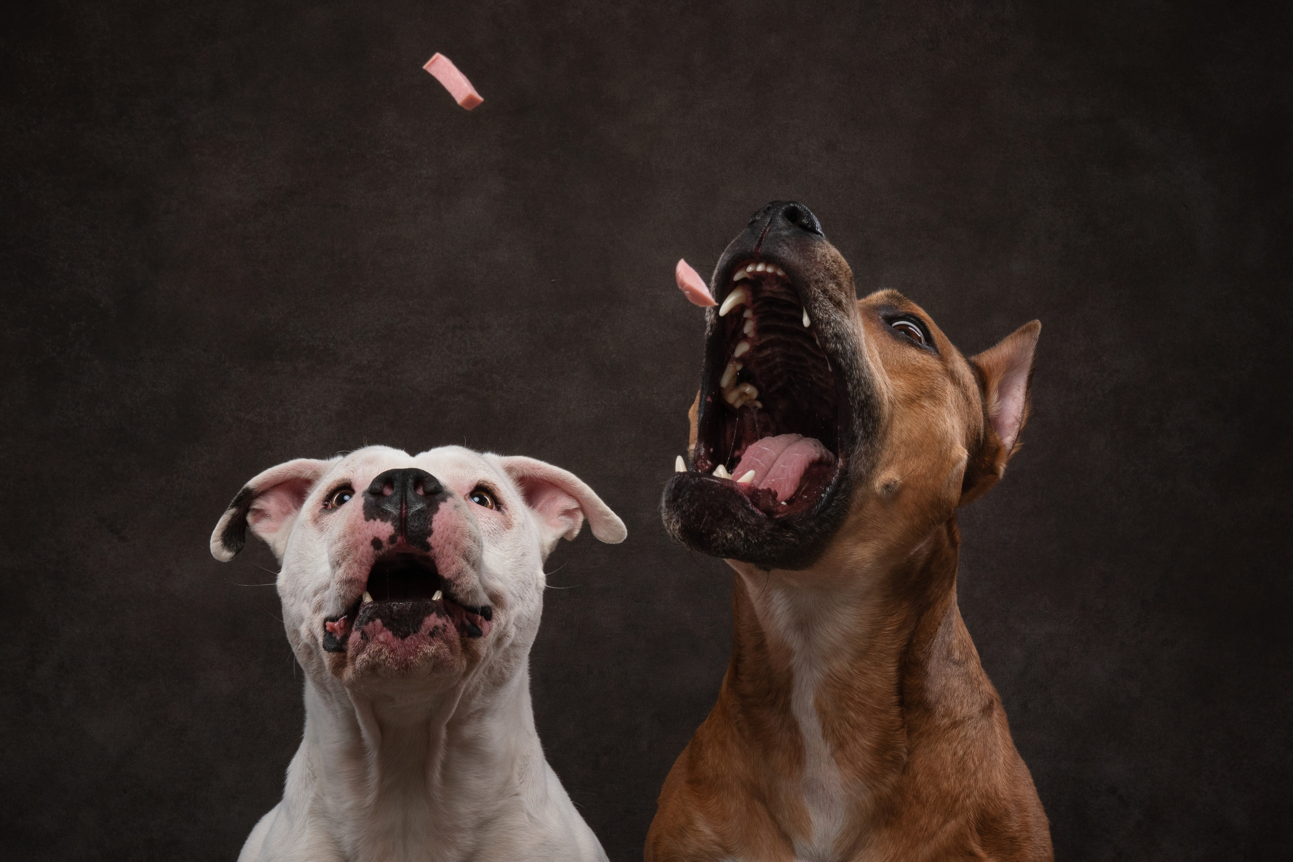 Лео и Квентин. Фотограф анималист Осипчикова Мария