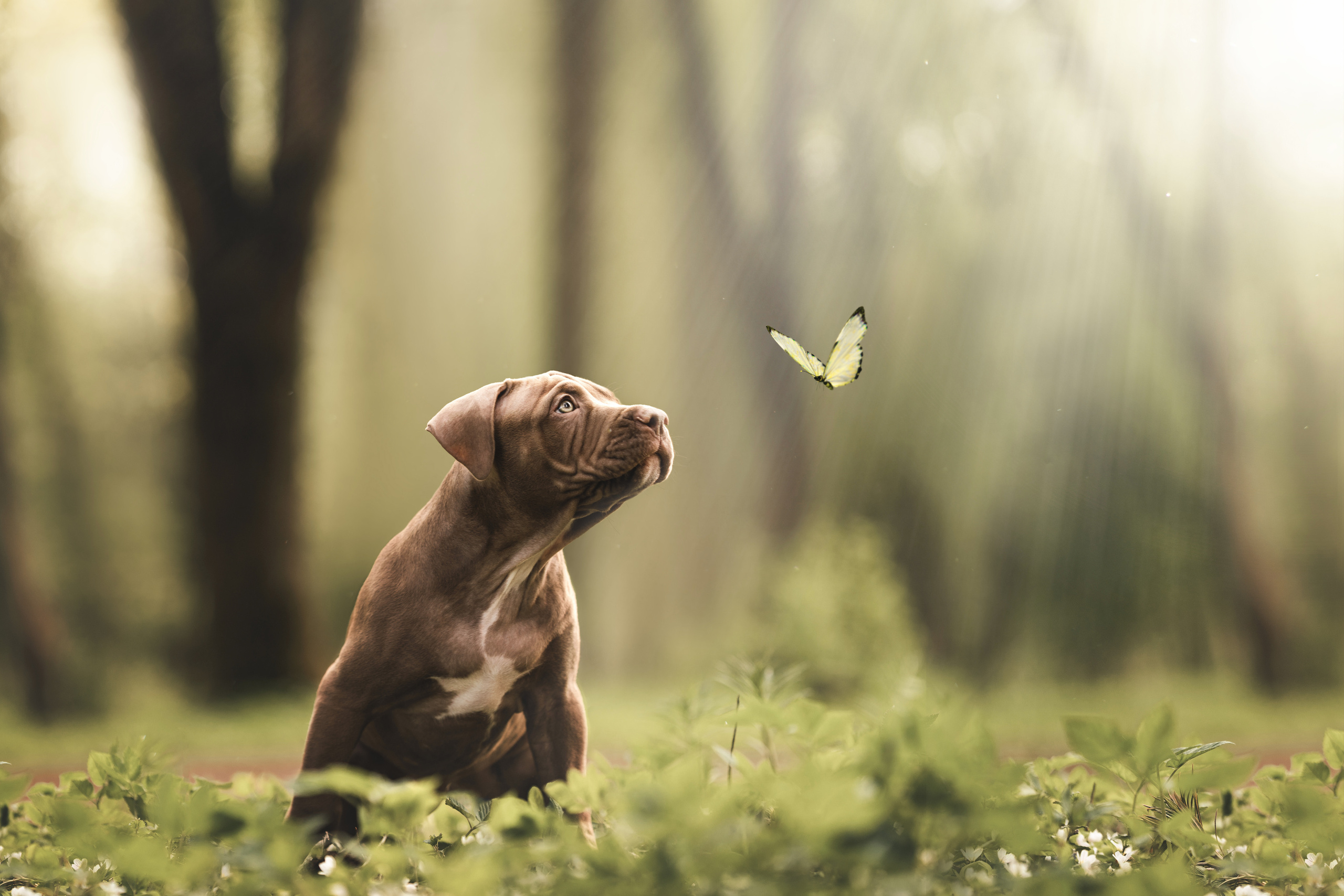 Фотограф анималист Осипчикова Мария