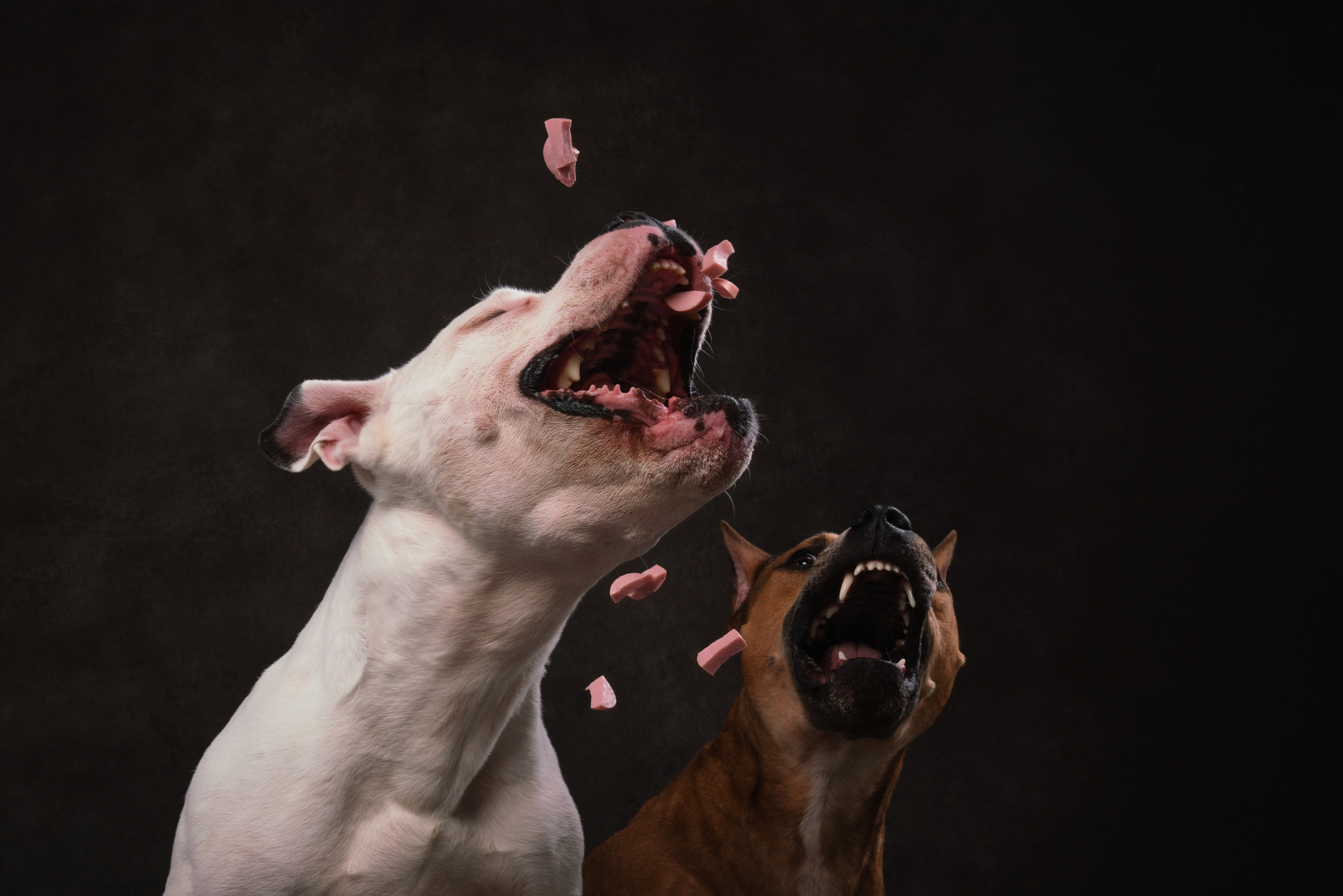 Лео и Квентин. Фотограф анималист Осипчикова Мария