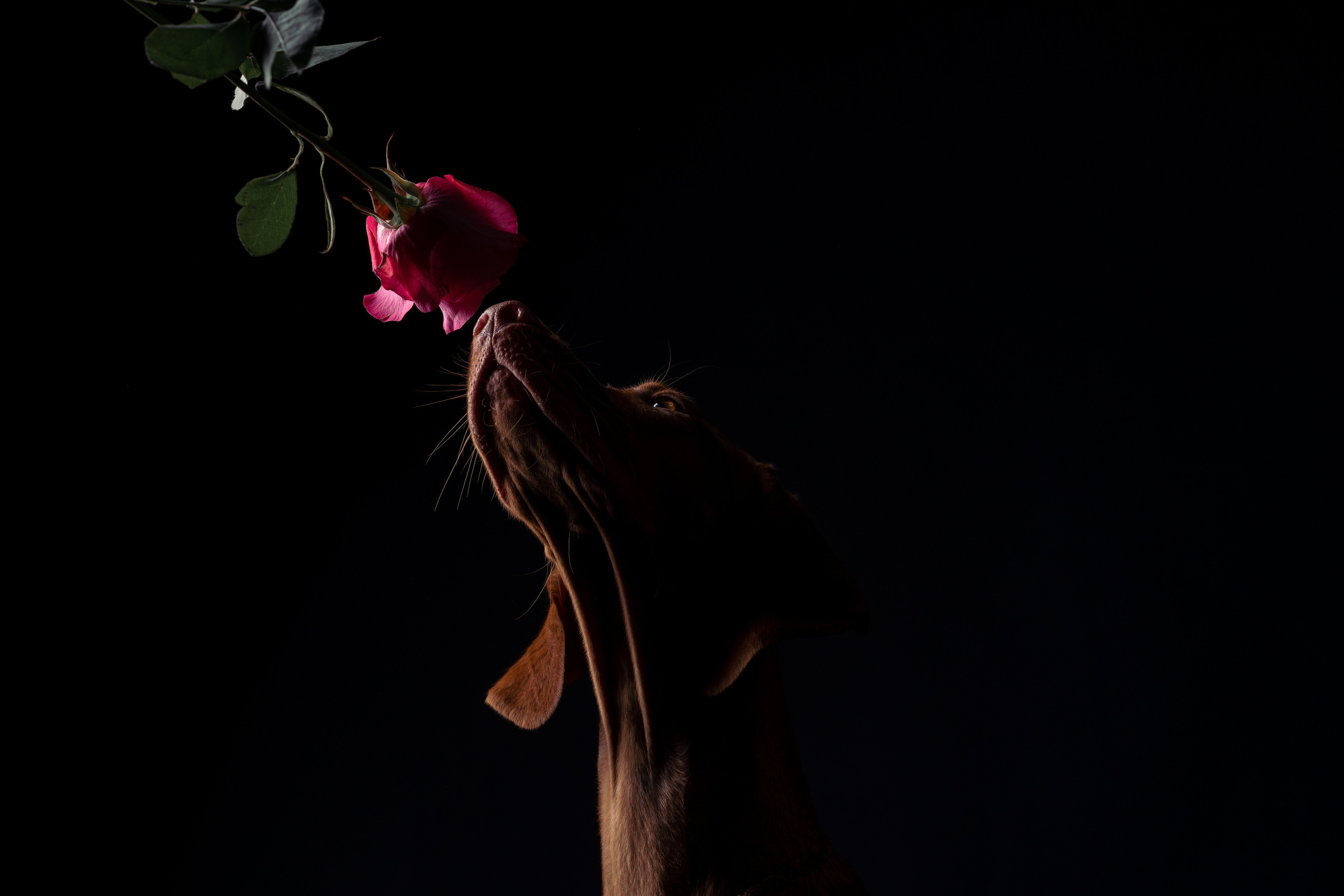 Трисс. Фотограф анималист Осипчикова Мария