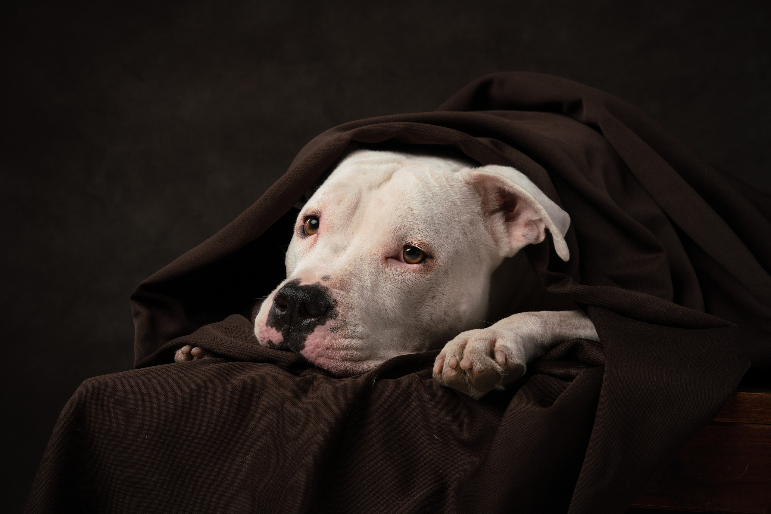 Лео и Квентин. Фотограф анималист Осипчикова Мария