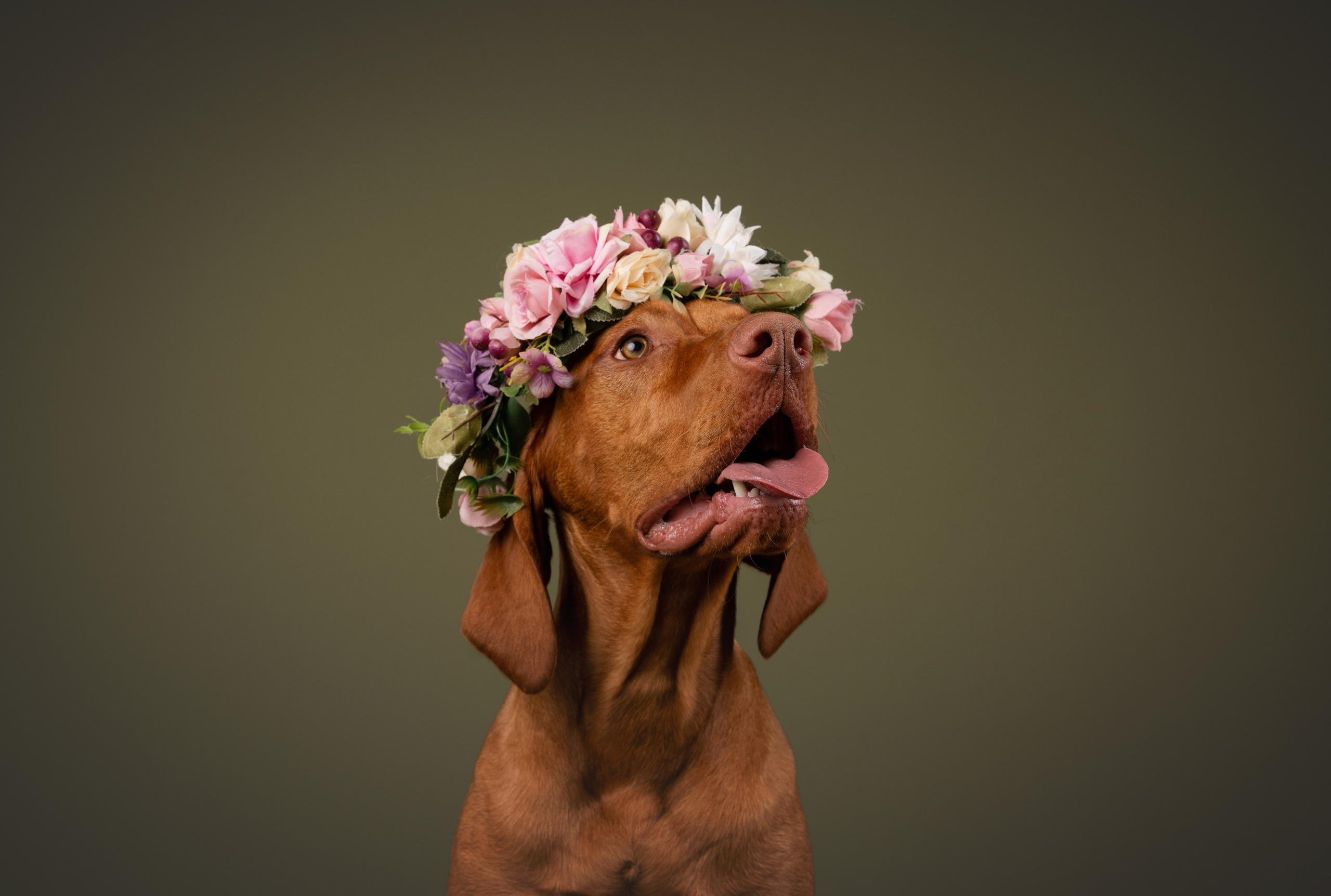 Лиза и Флора. Фотограф анималист Осипчикова Мария