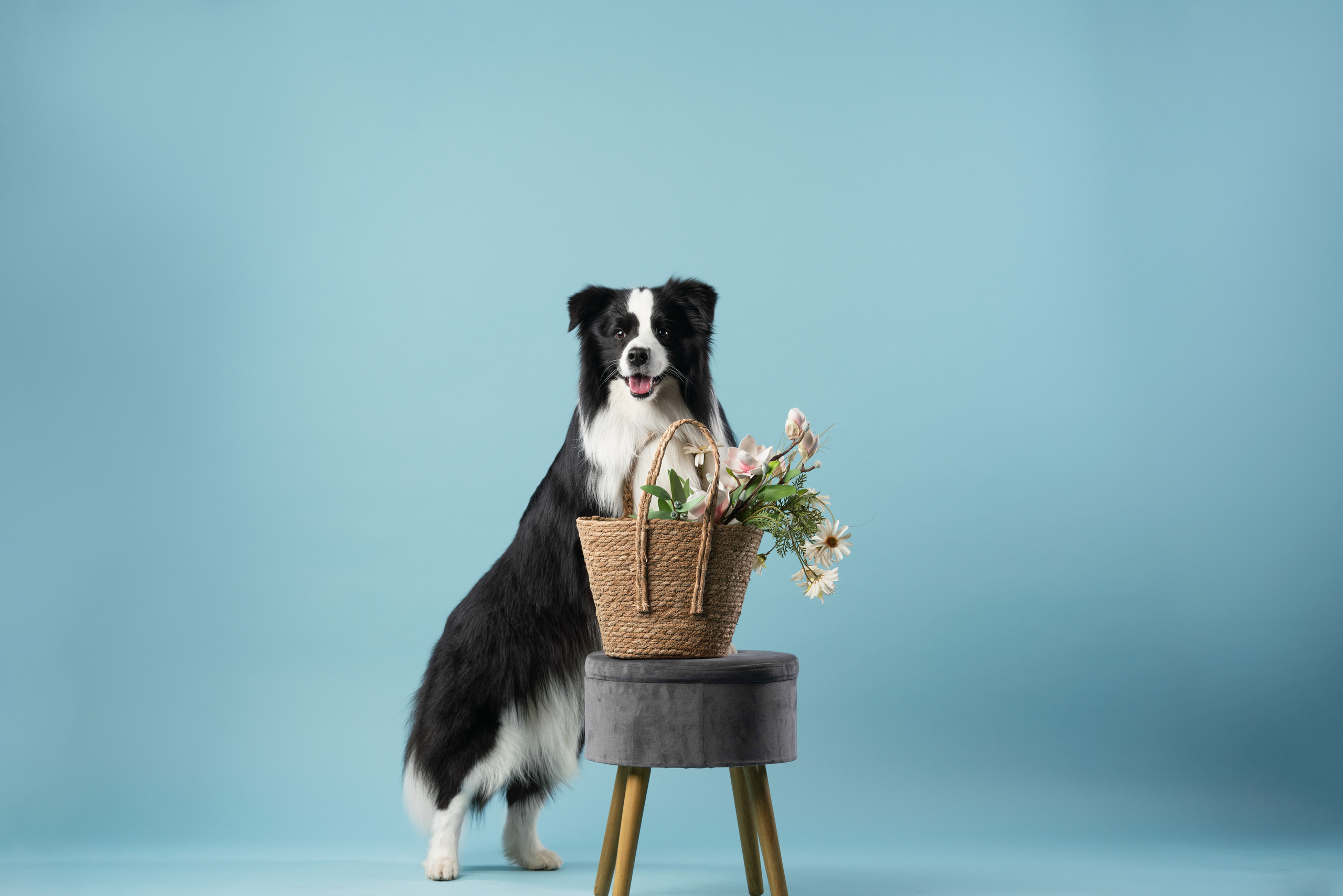 Бордер-колли СЛип. Фотограф анималист Осипчикова Мария