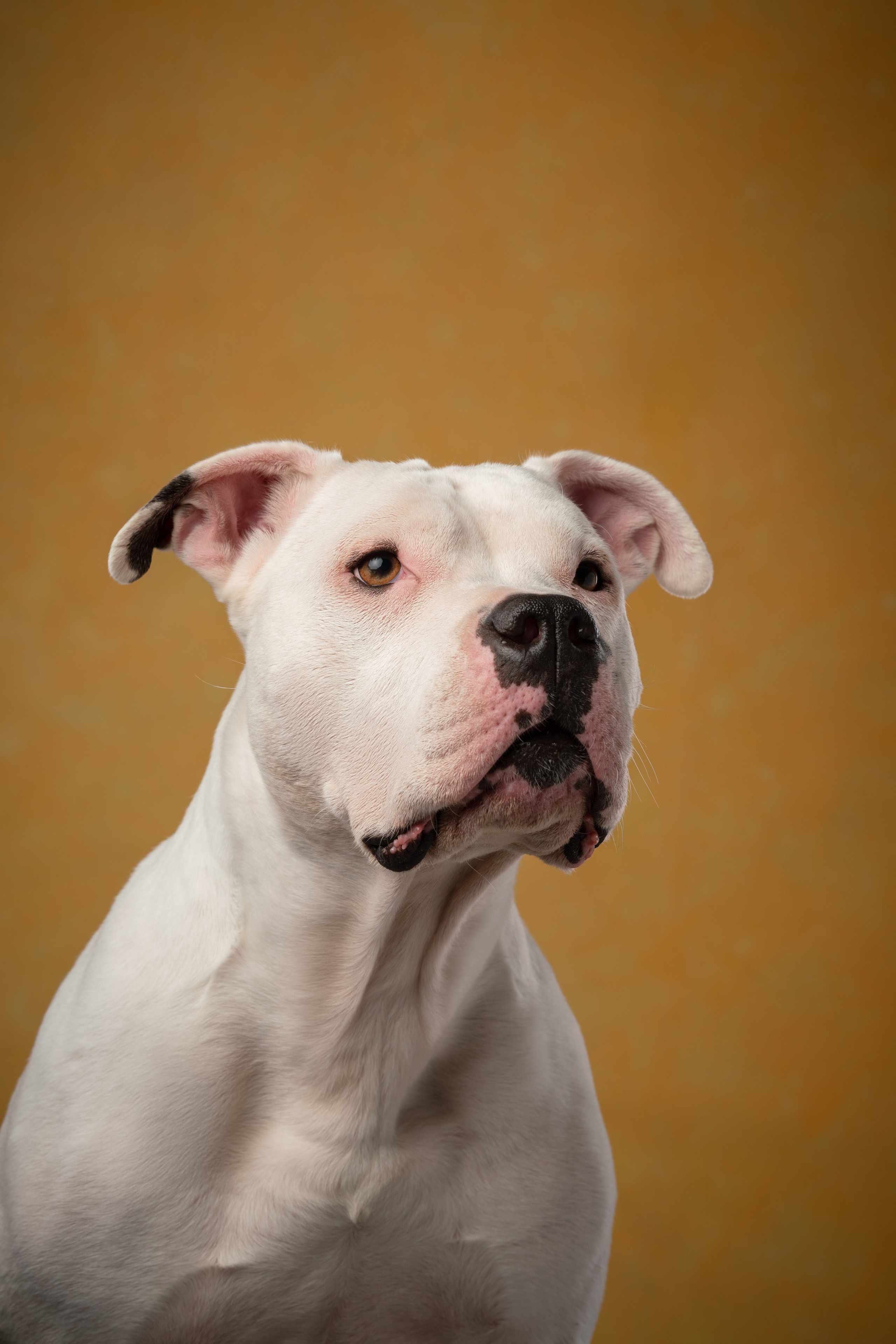 Лео и Квентин. Фотограф анималист Осипчикова Мария