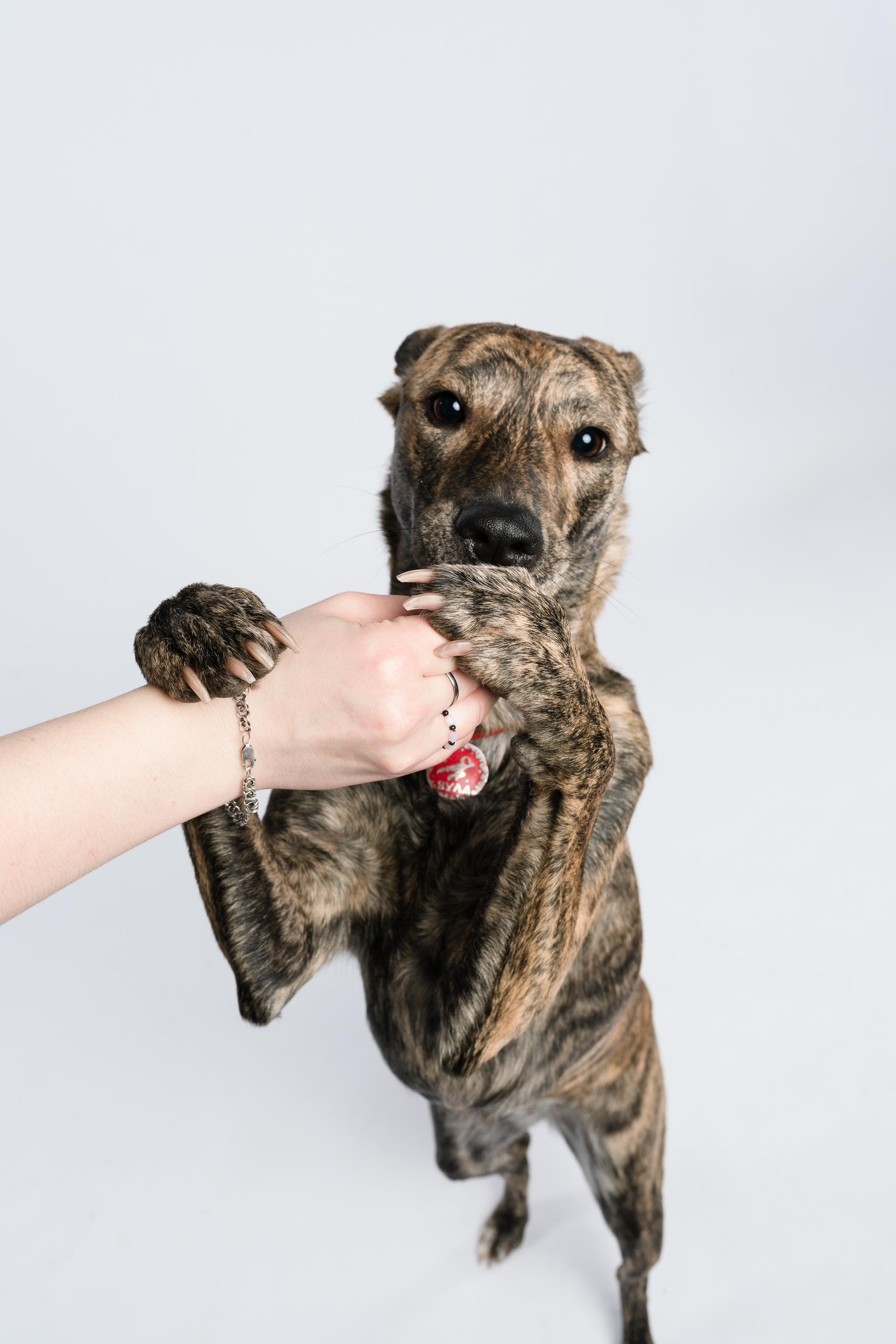 Альма, Вула и Даша. Фотограф анималист Осипчикова Мария