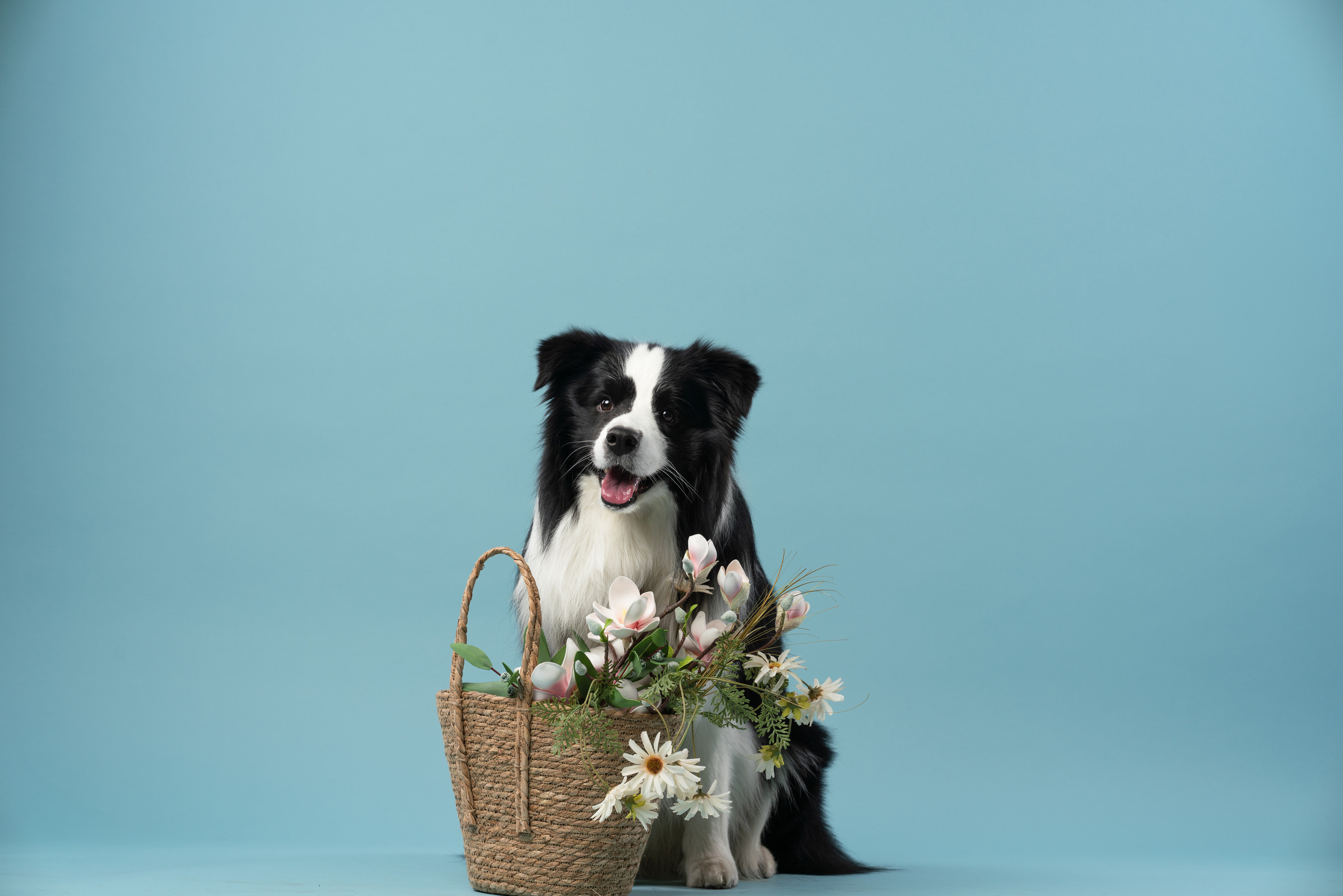 Бордер-колли СЛип. Фотограф анималист Осипчикова Мария