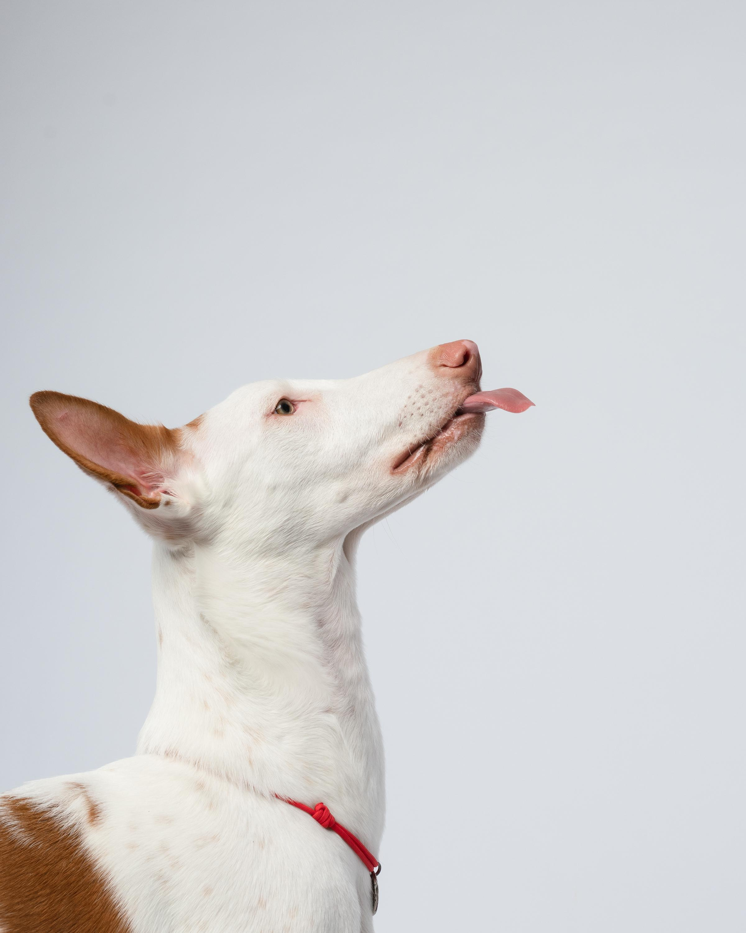 Альма, Вула и Даша. Фотограф анималист Осипчикова Мария