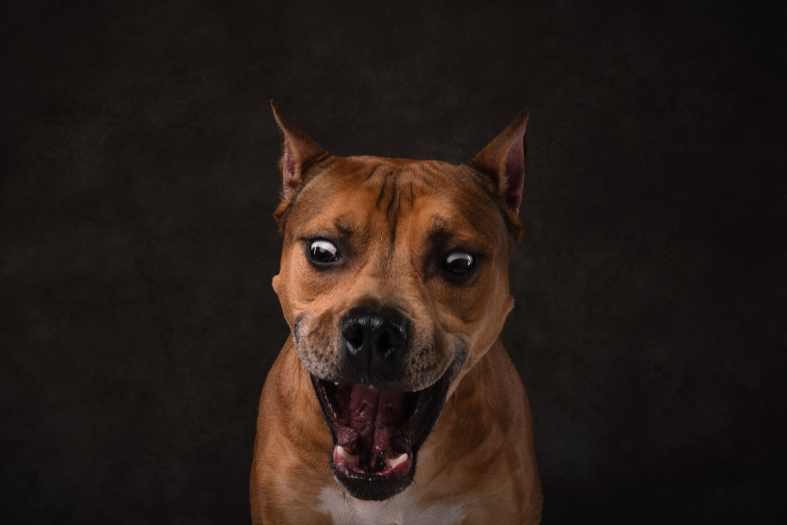 Лео и Квентин. Фотограф анималист Осипчикова Мария