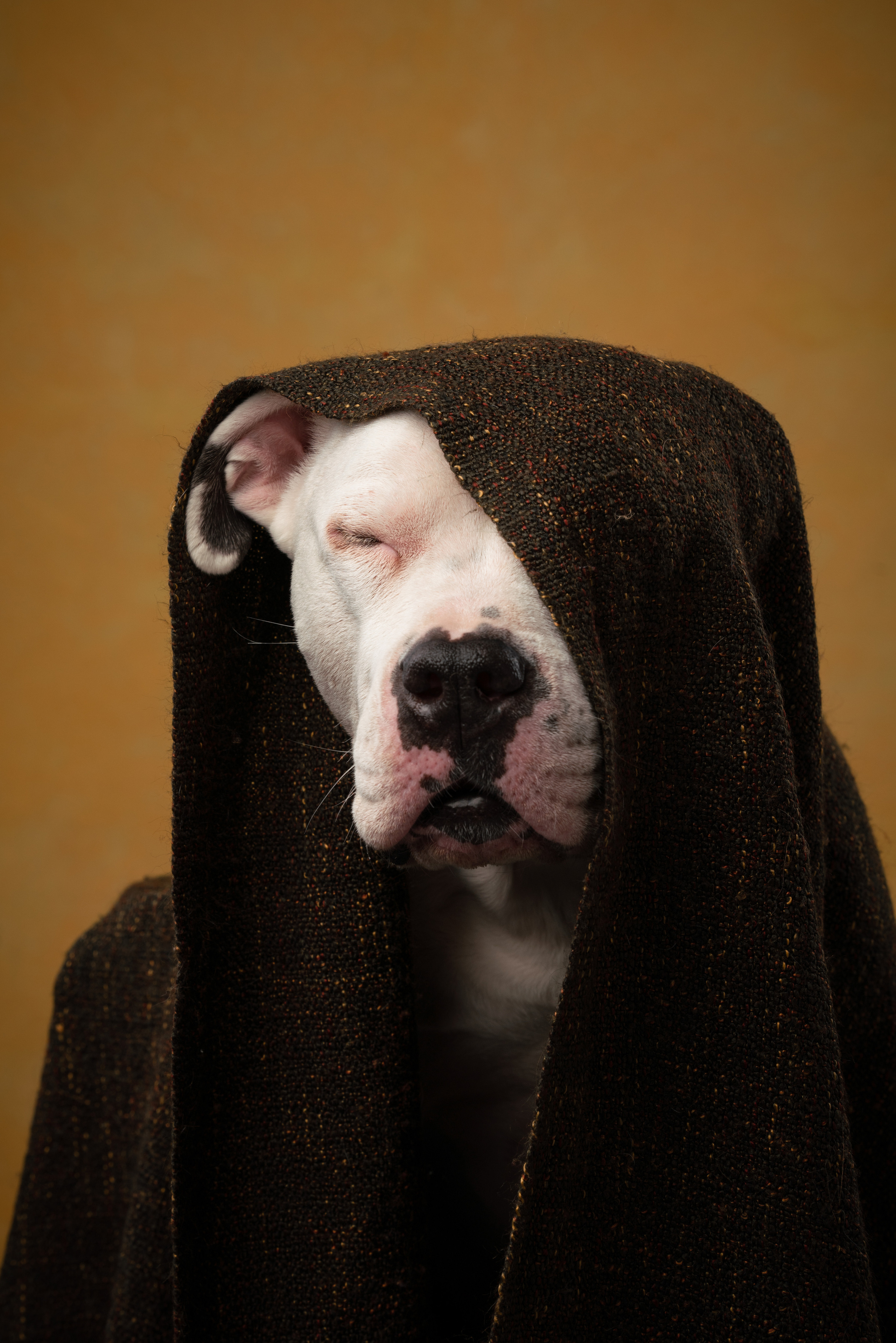 Лео и Квентин. Фотограф анималист Осипчикова Мария